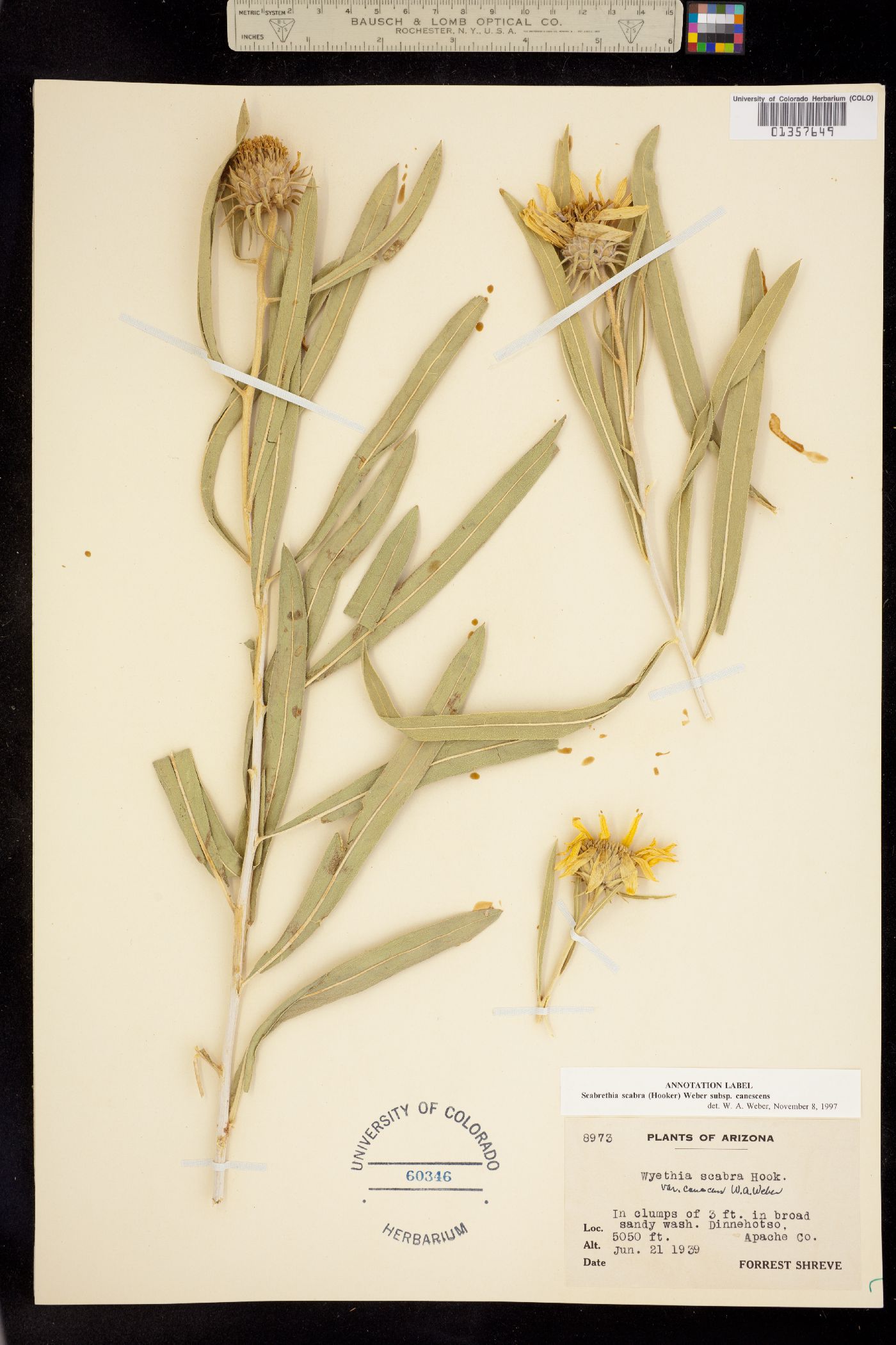 Scabrethia scabra image
