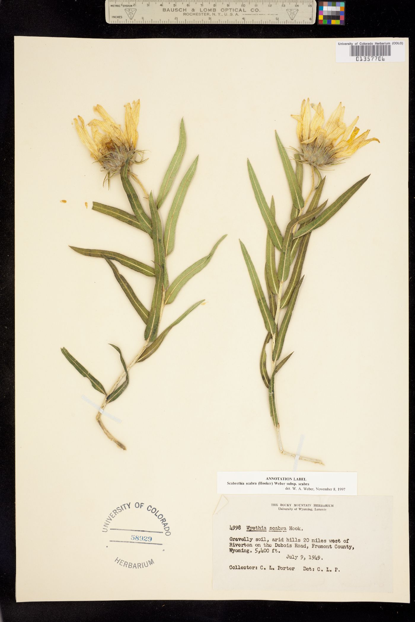 Scabrethia scabra ssp. scabra image