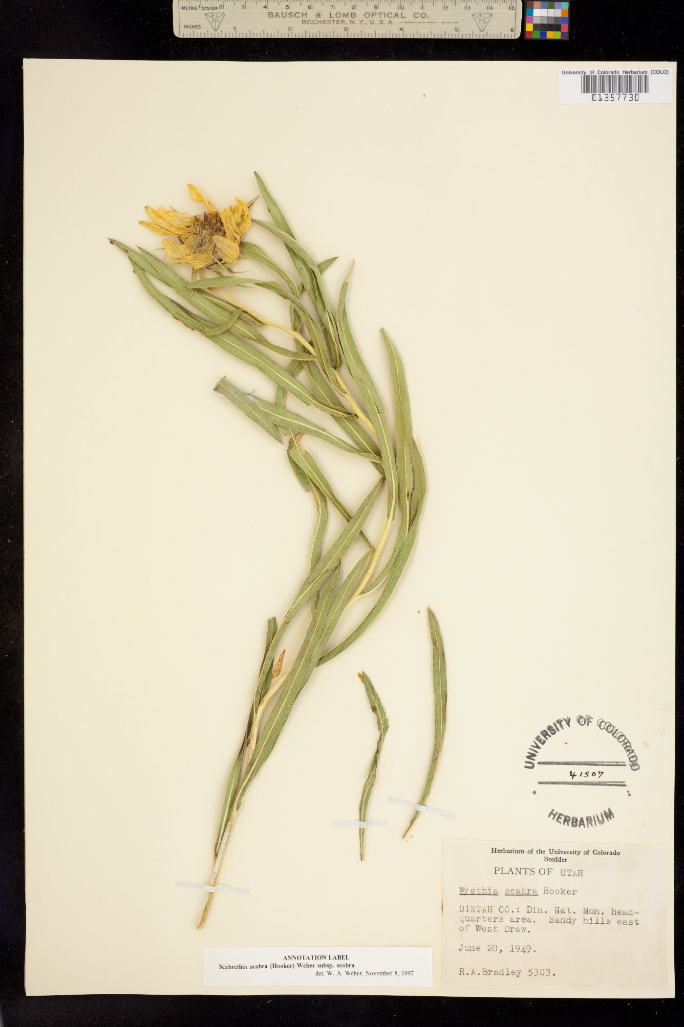 Scabrethia scabra image