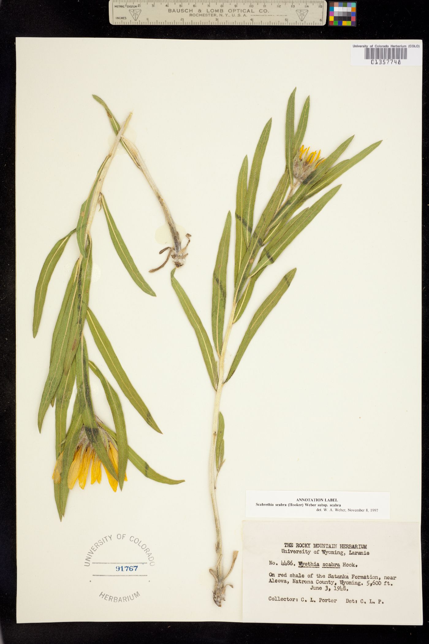 Scabrethia scabra ssp. scabra image