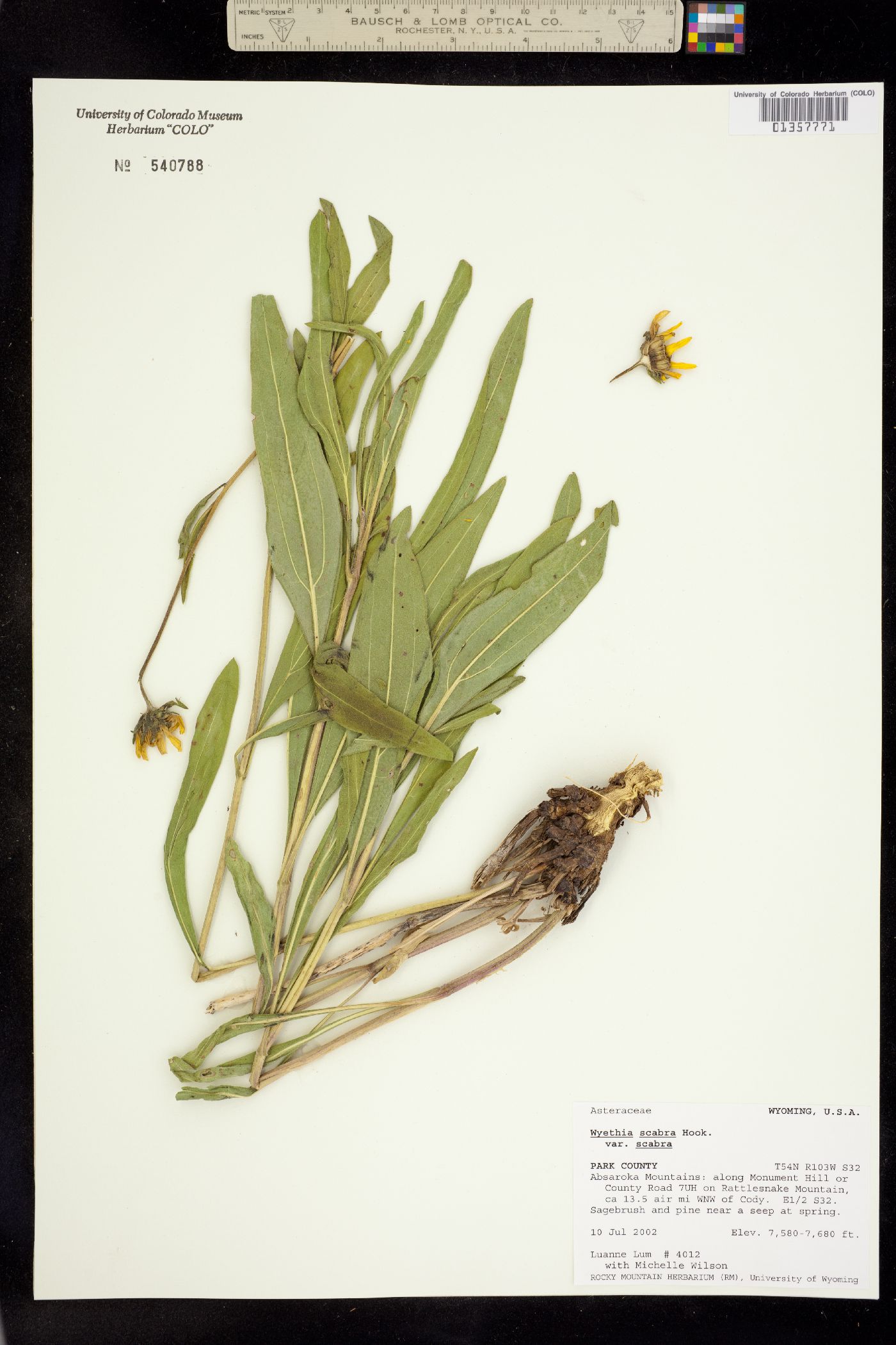 Scabrethia scabra image