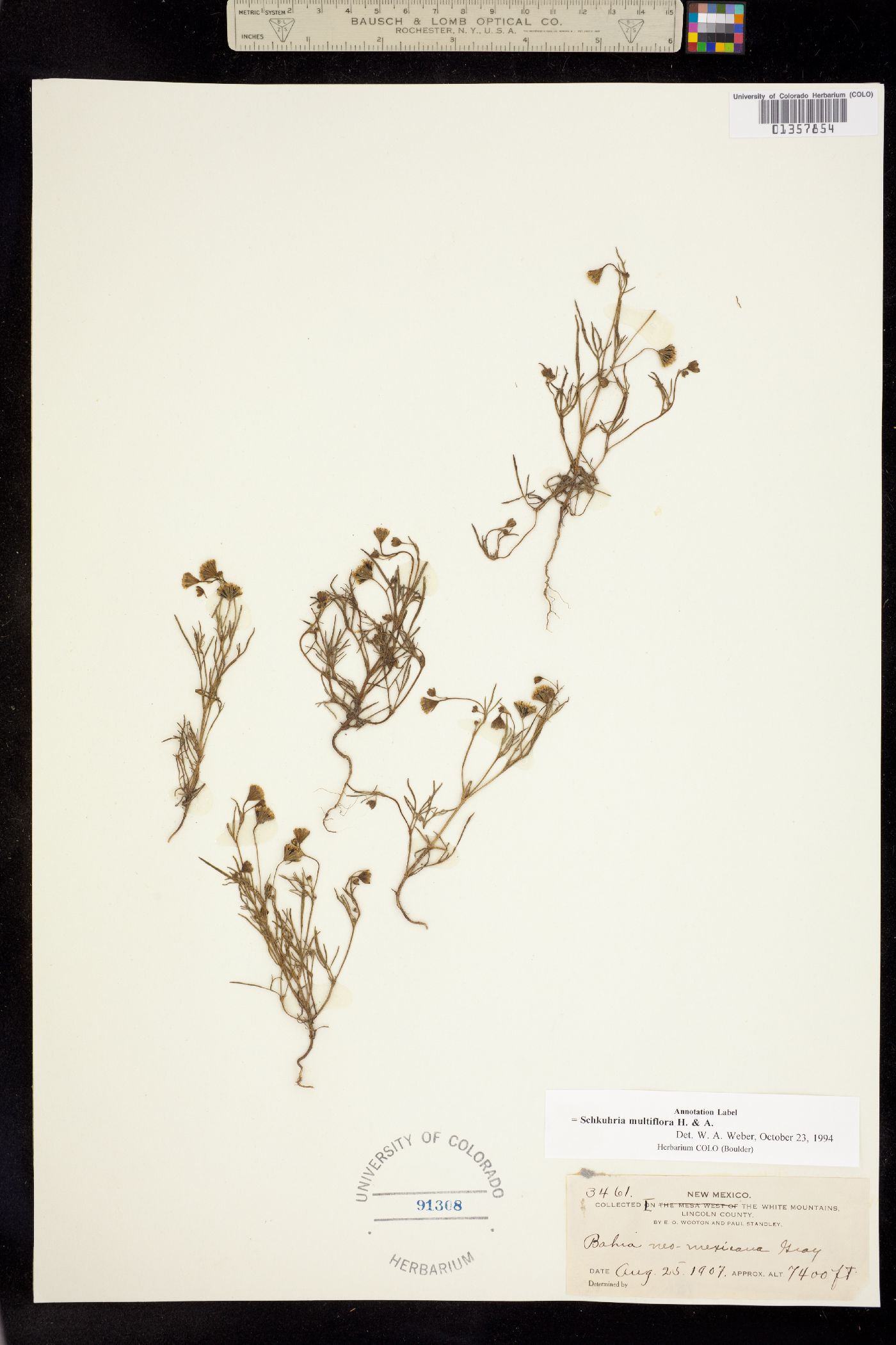 Schkuhria multiflora image