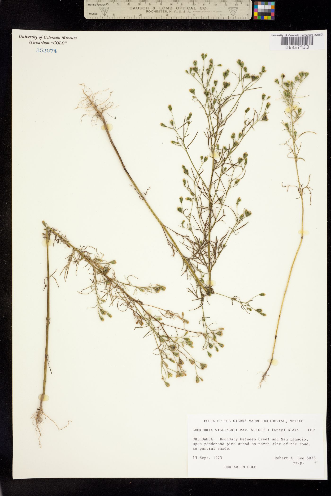 Schkuhria pinnata image