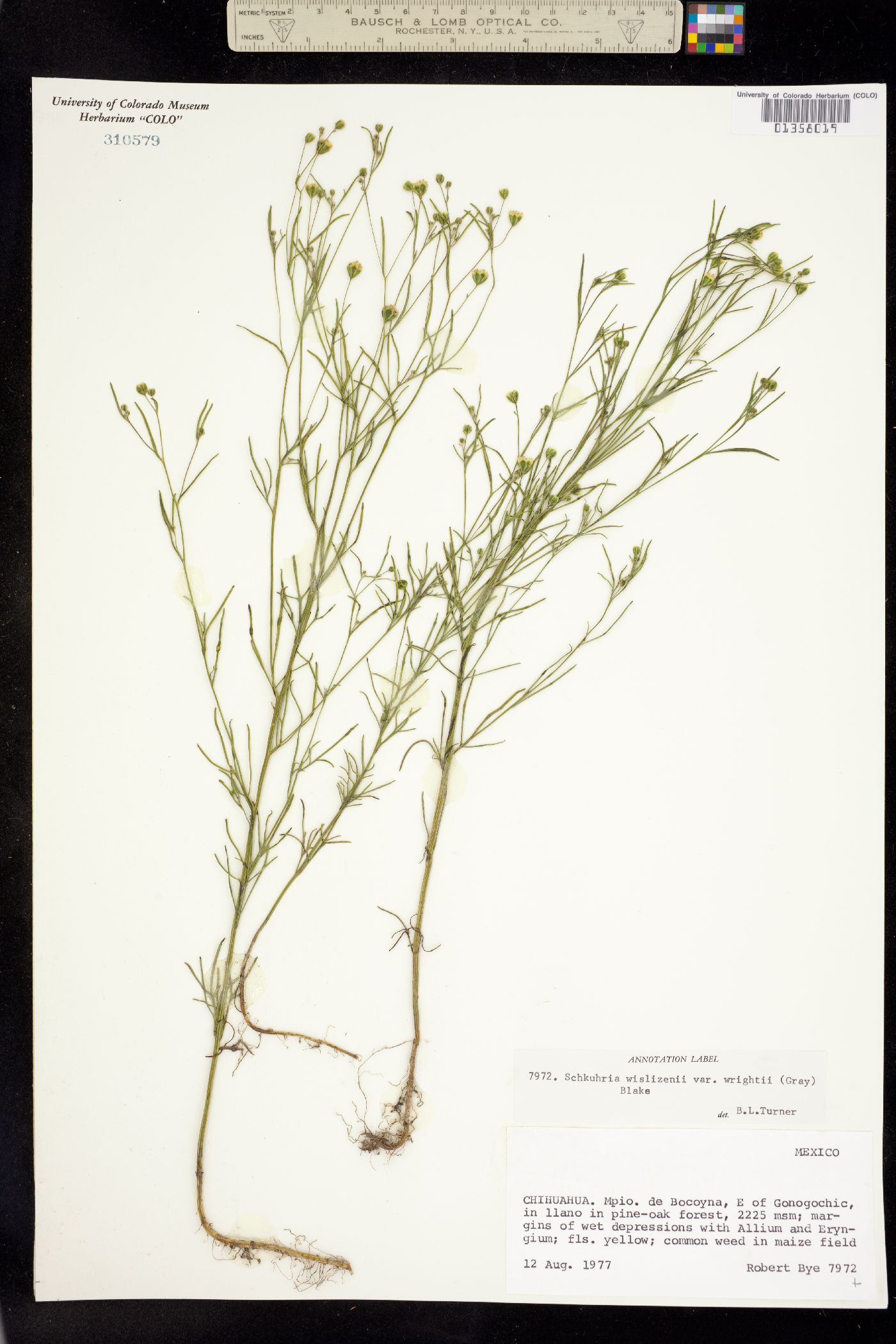 Schkuhria pinnata var. wislizeni image