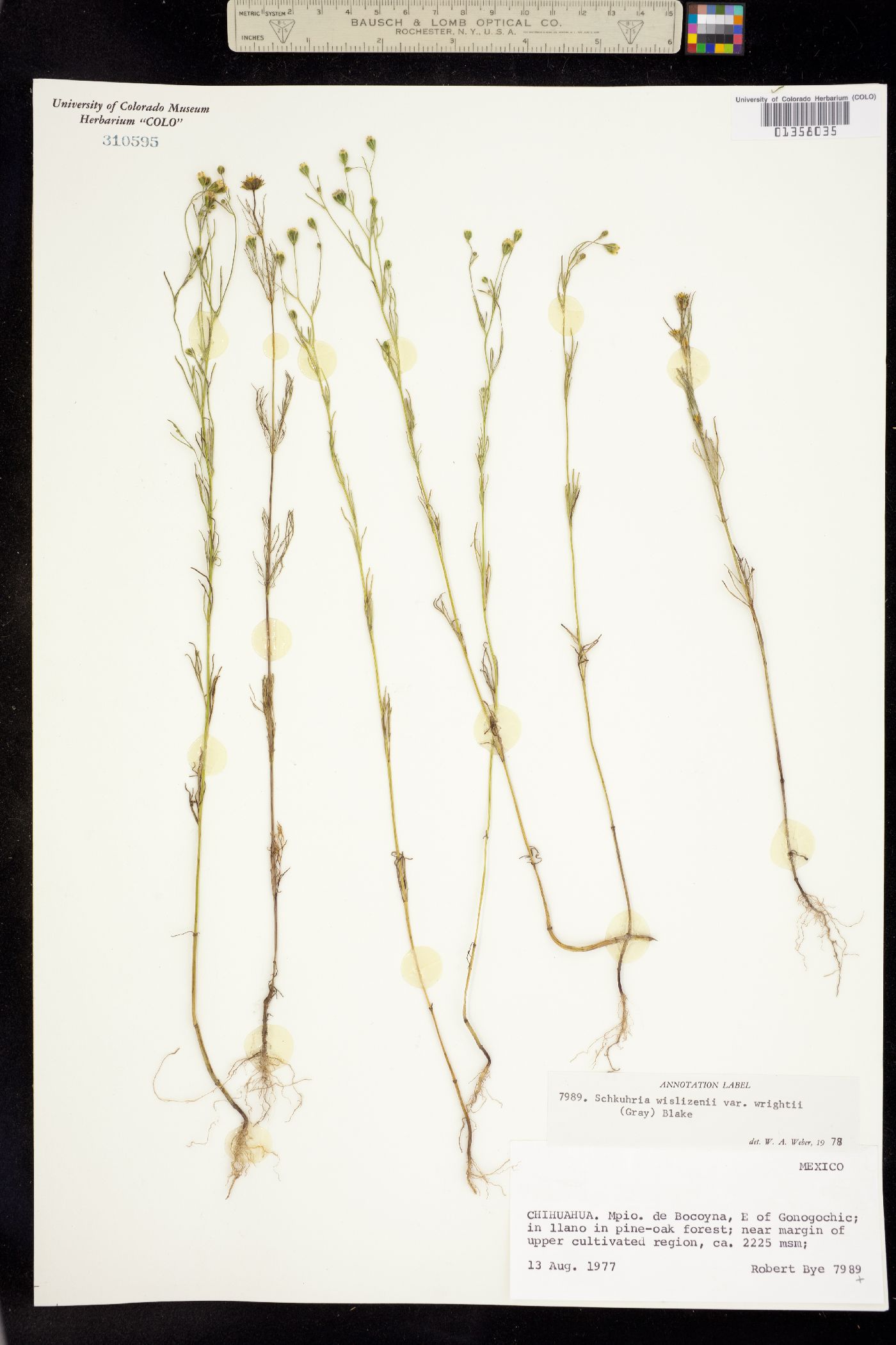 Schkuhria pinnata image