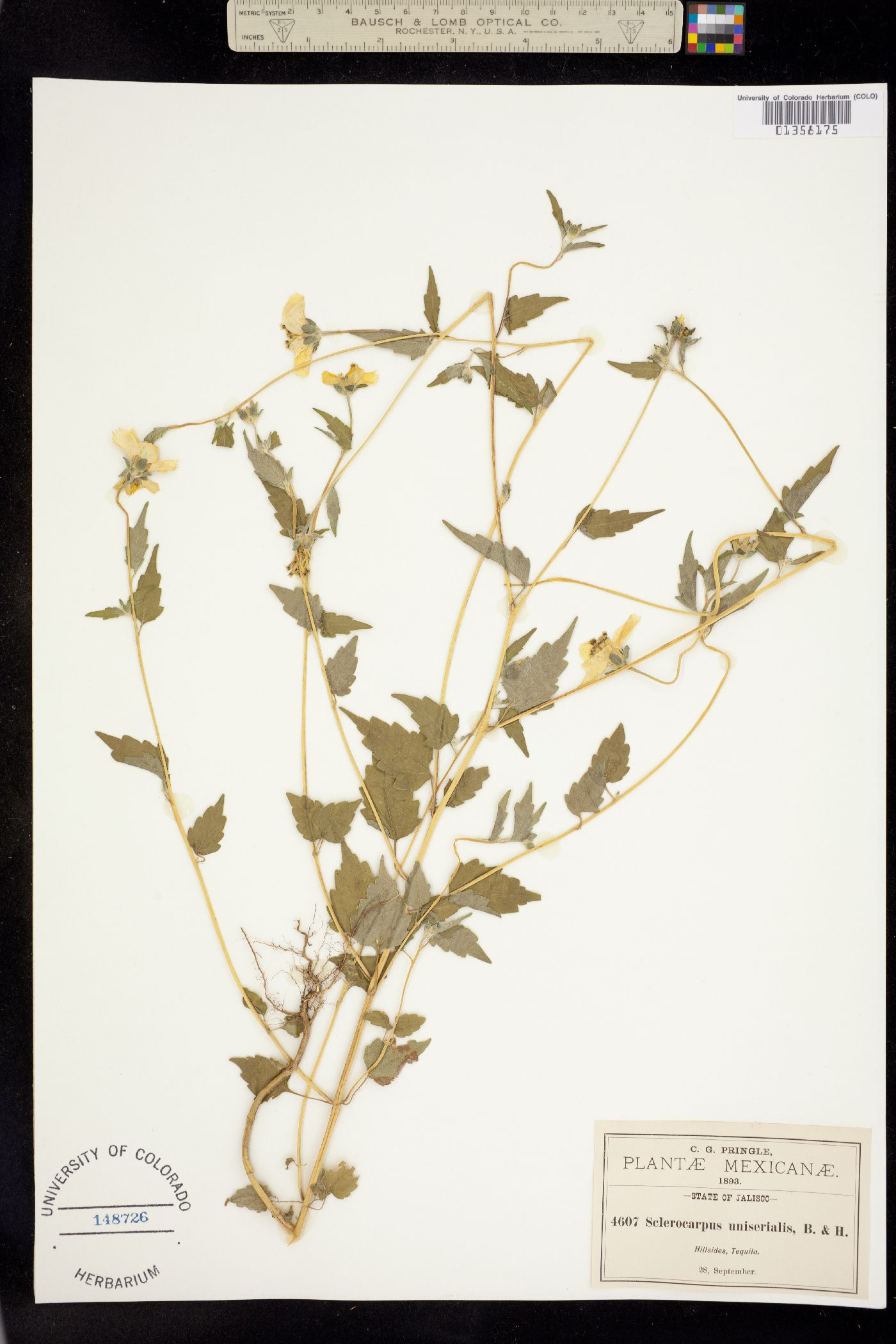 Sclerocarpus uniserialis image