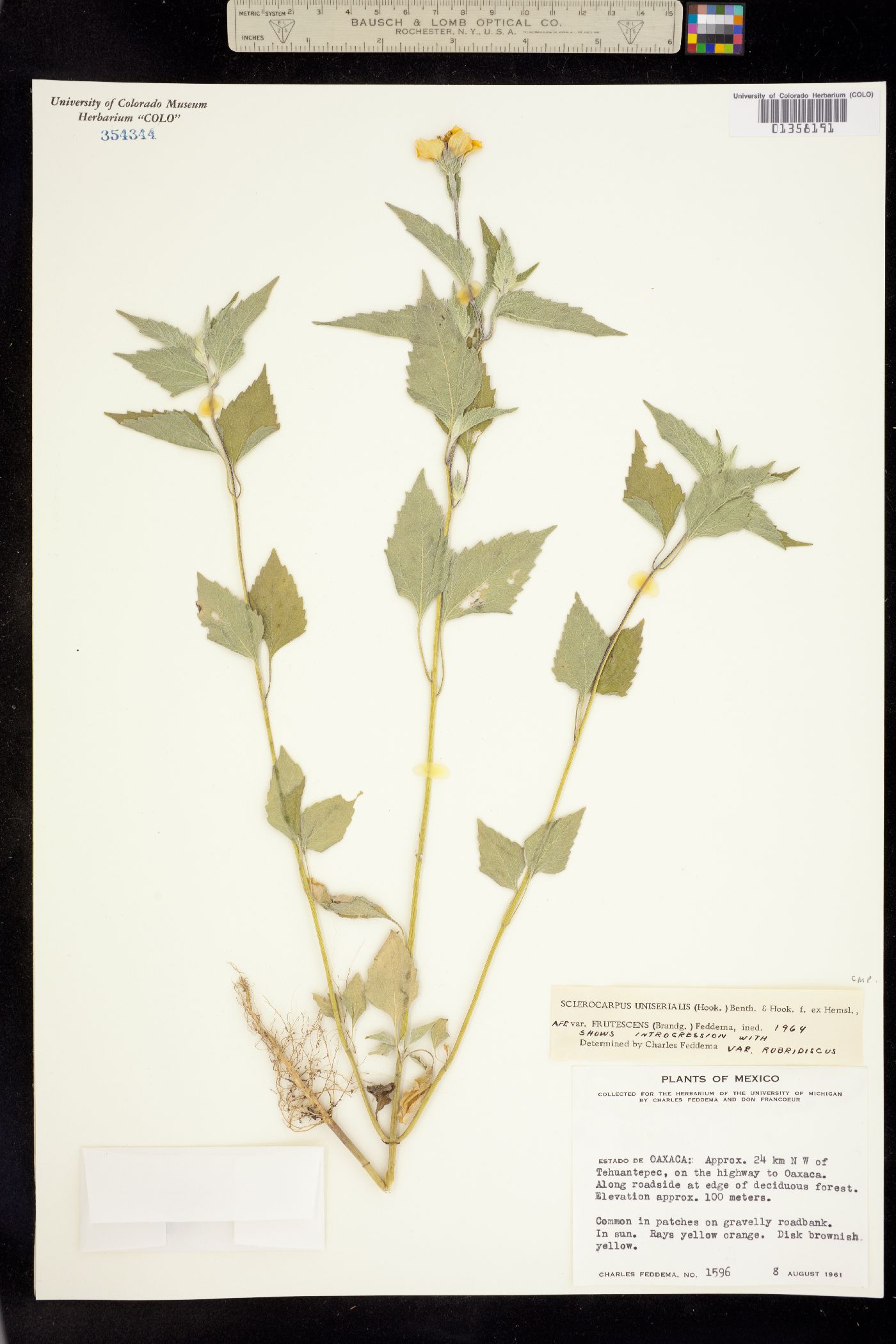 Sclerocarpus uniserialis image
