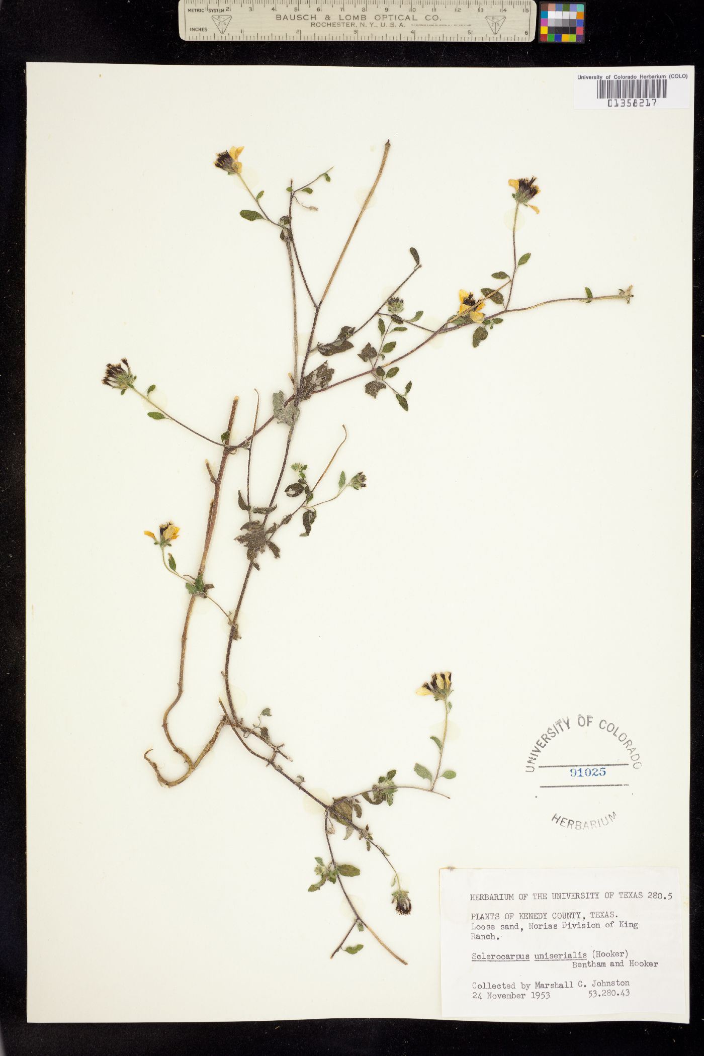 Sclerocarpus image