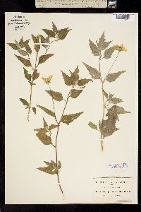 Image of Sclerocarpus uniserialis