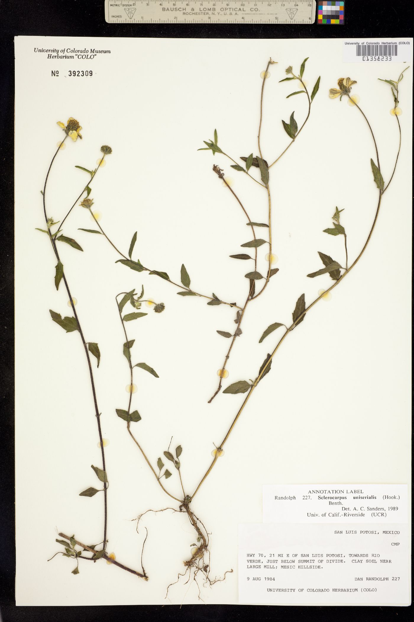 Sclerocarpus uniserialis image