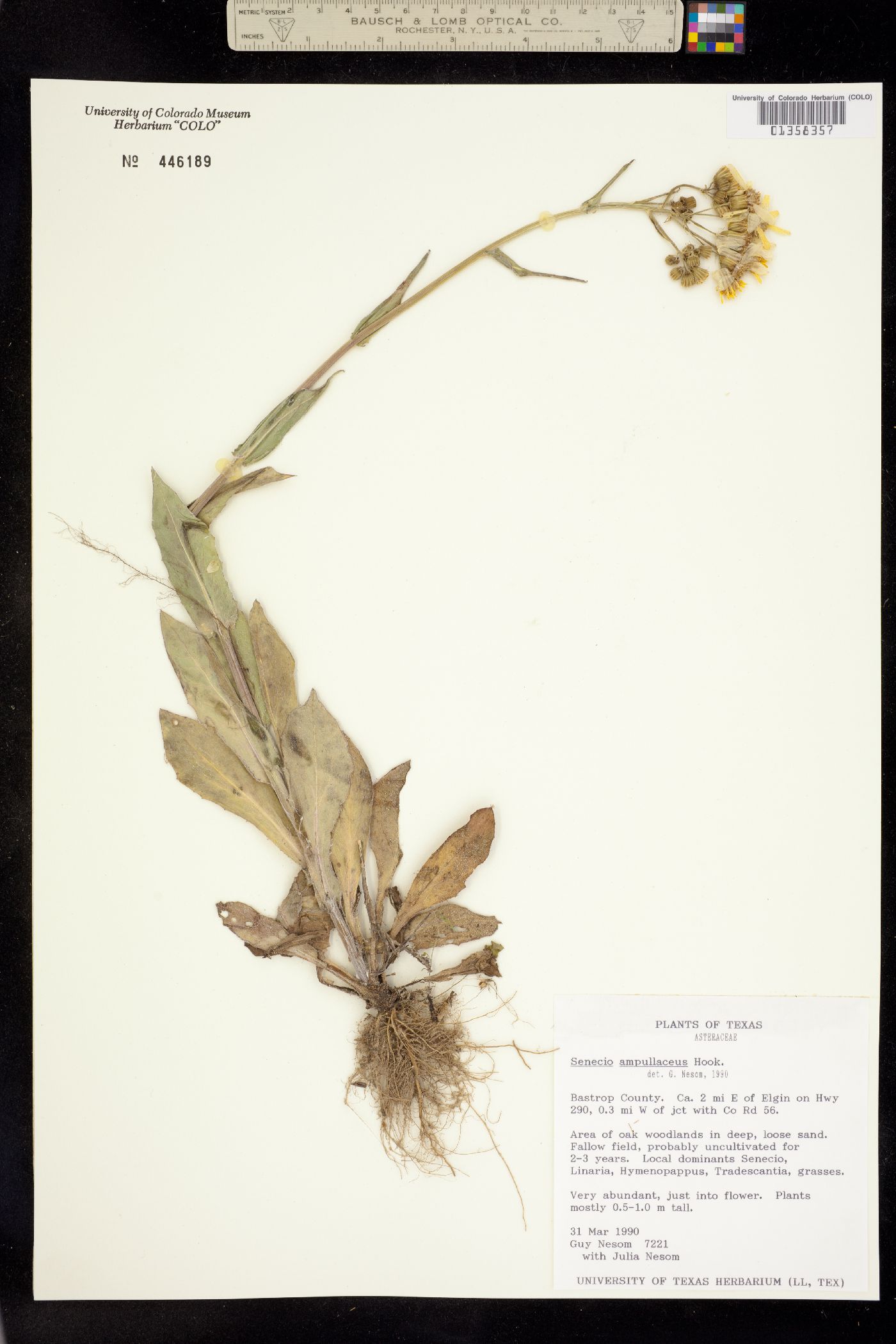 Senecio ampullaceus image