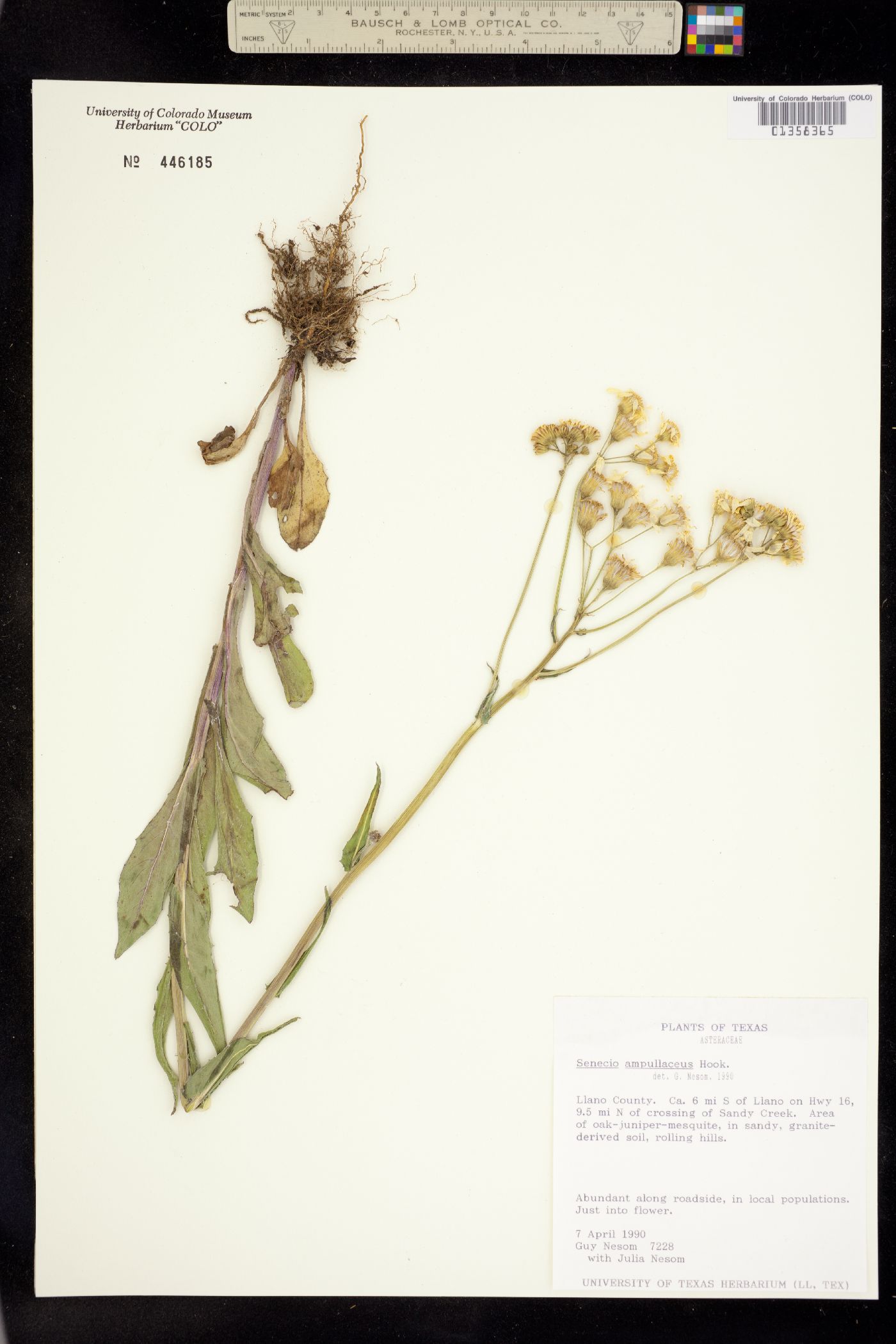 Senecio ampullaceus image