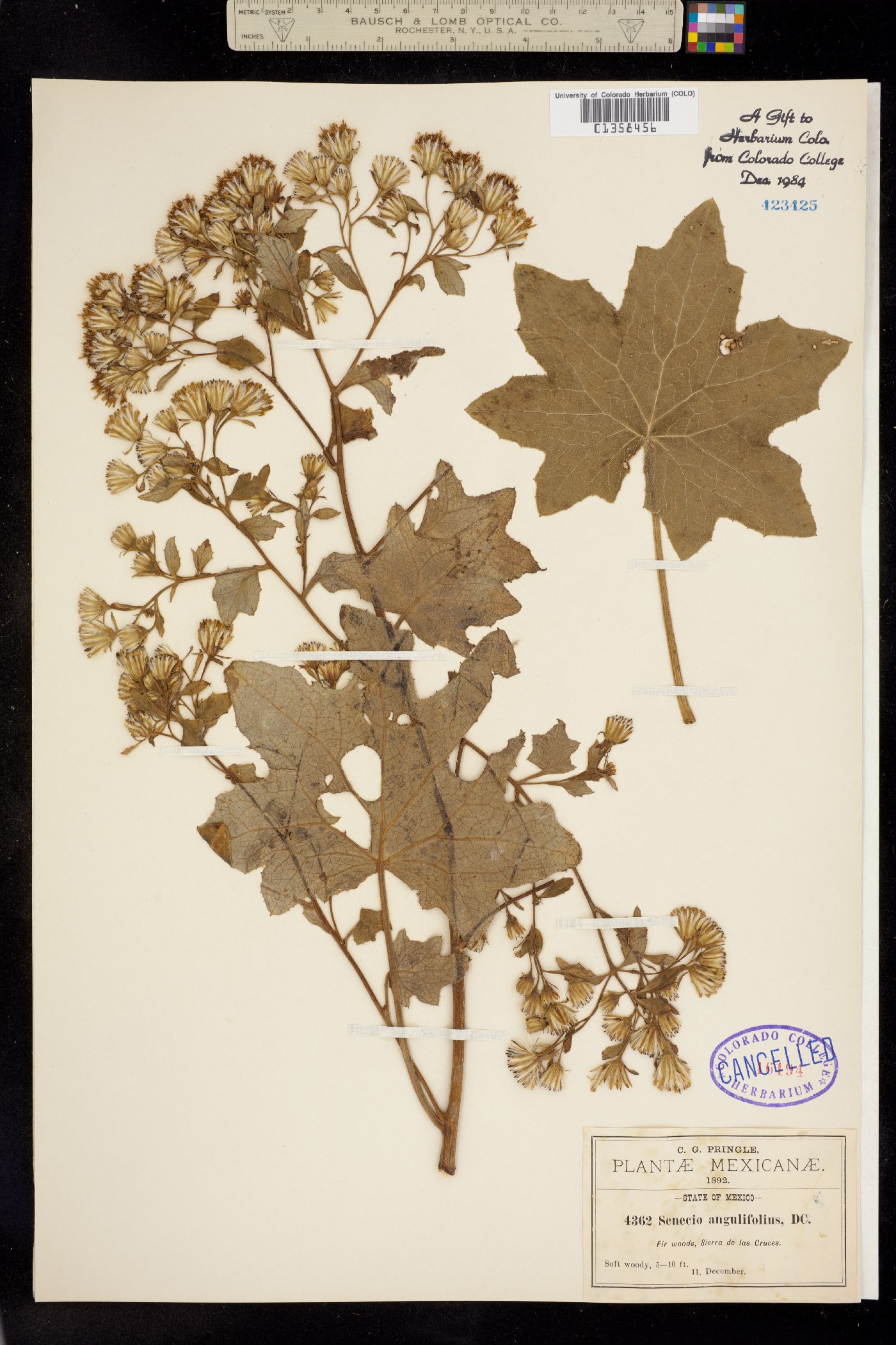 Senecio angulifolius image