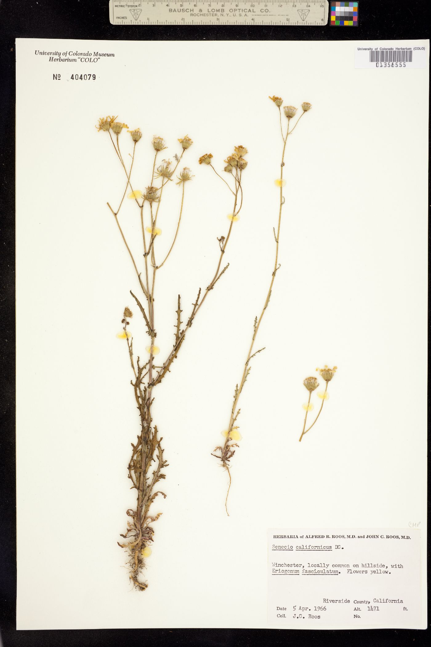 Senecio californicus image