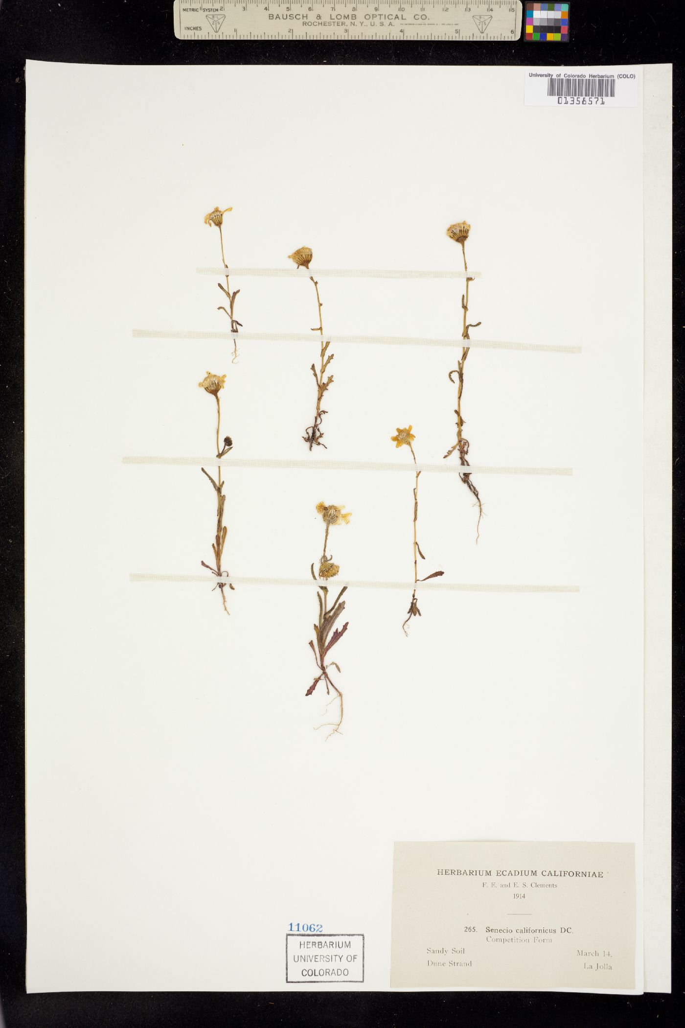 Senecio californicus image