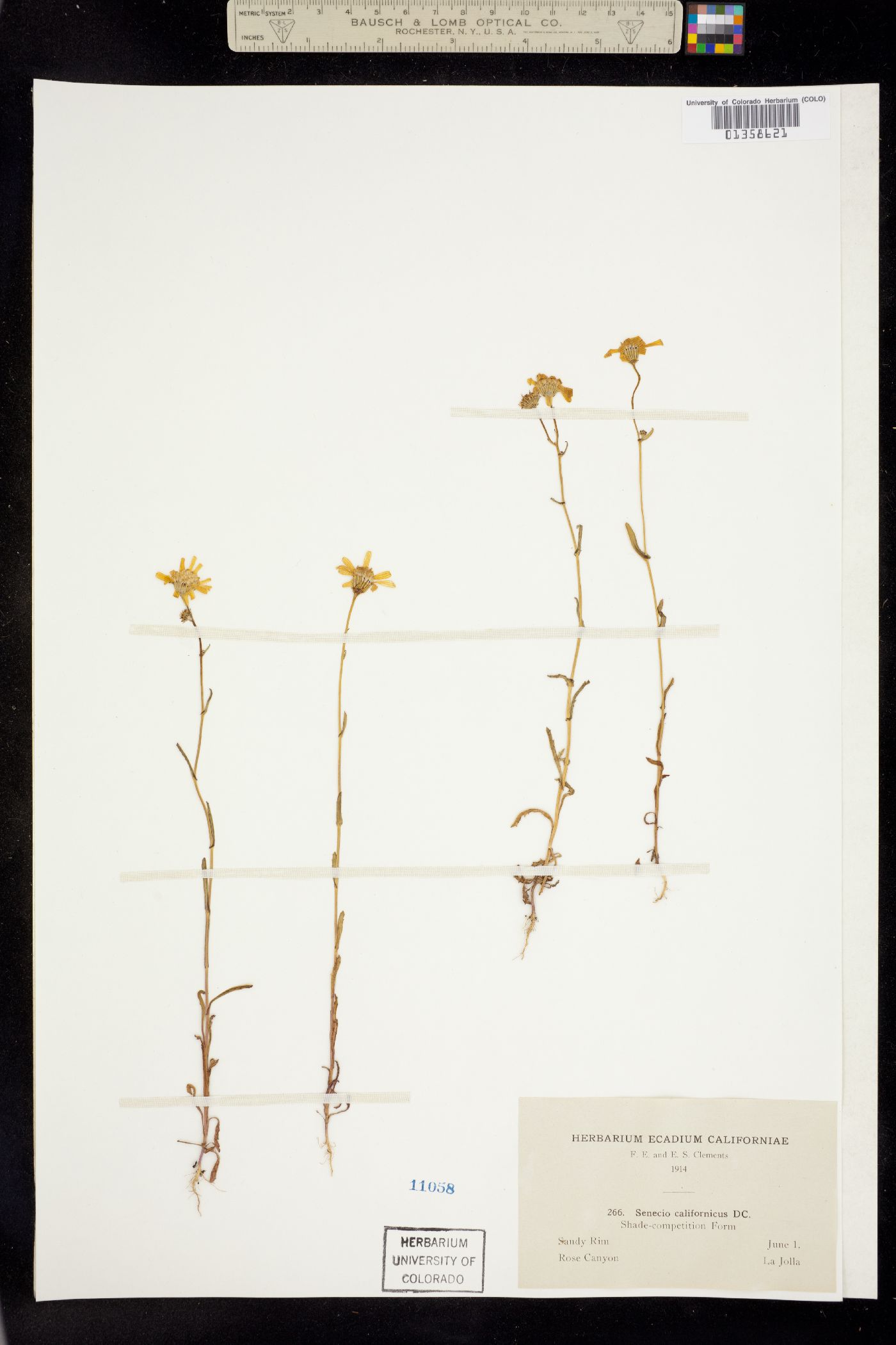 Senecio californicus image