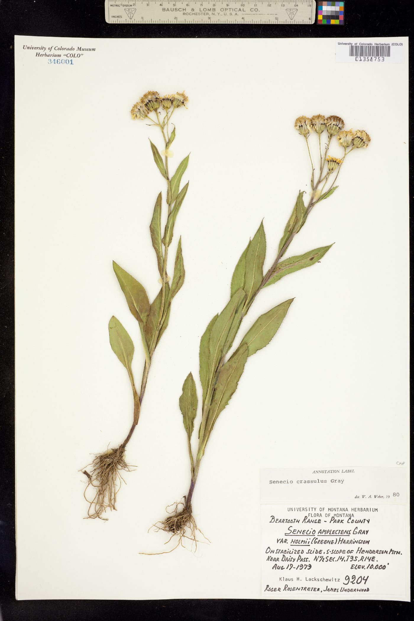 Senecio crassulus image