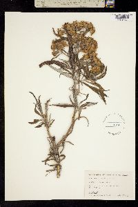 Senecio cinerarioides image