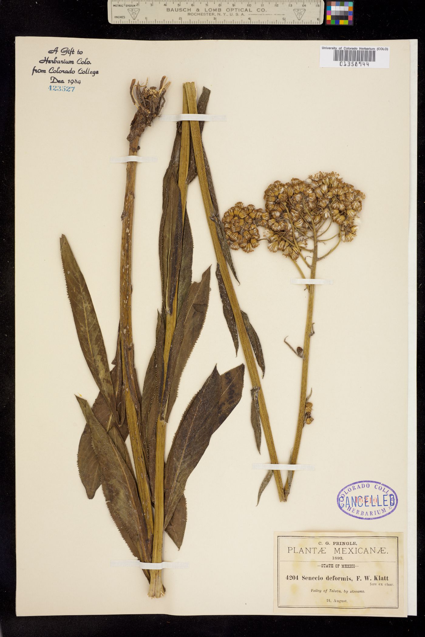 Senecio deformis image