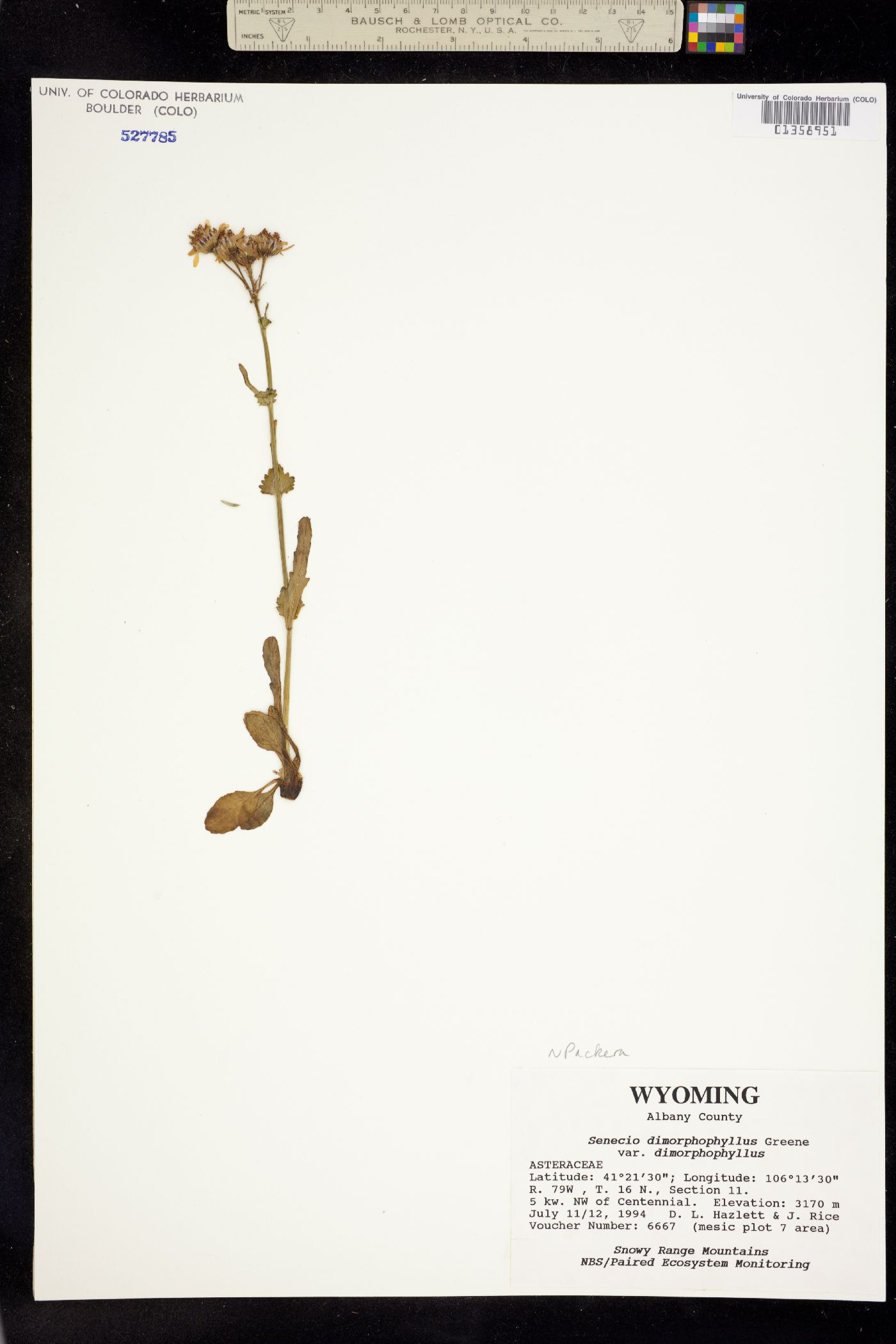 Senecio dimorphophyllus image