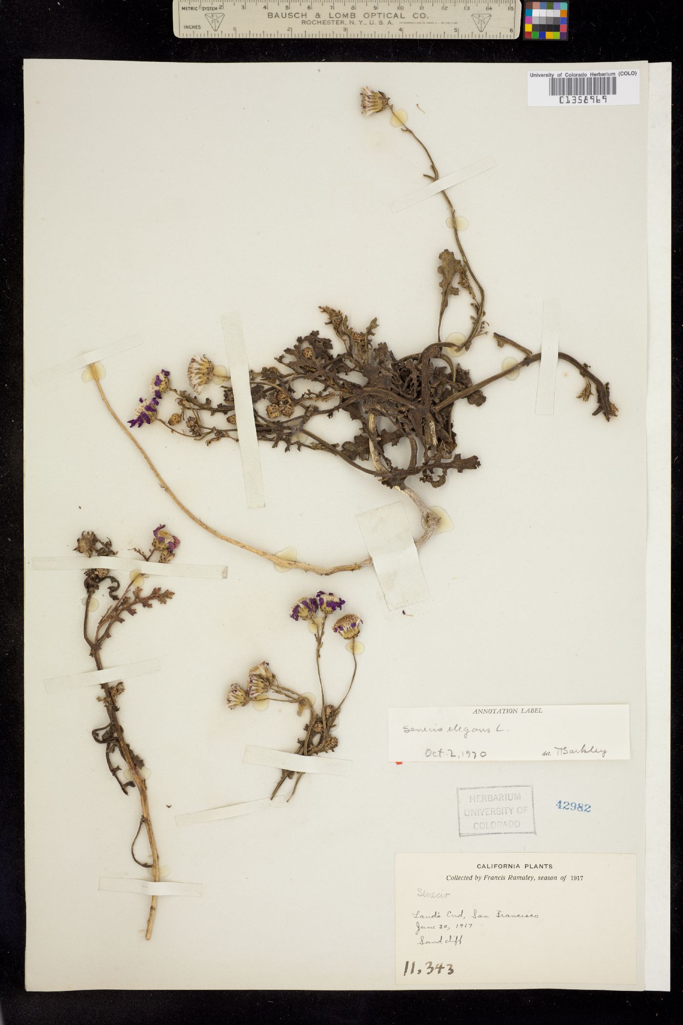 Senecio elegans image