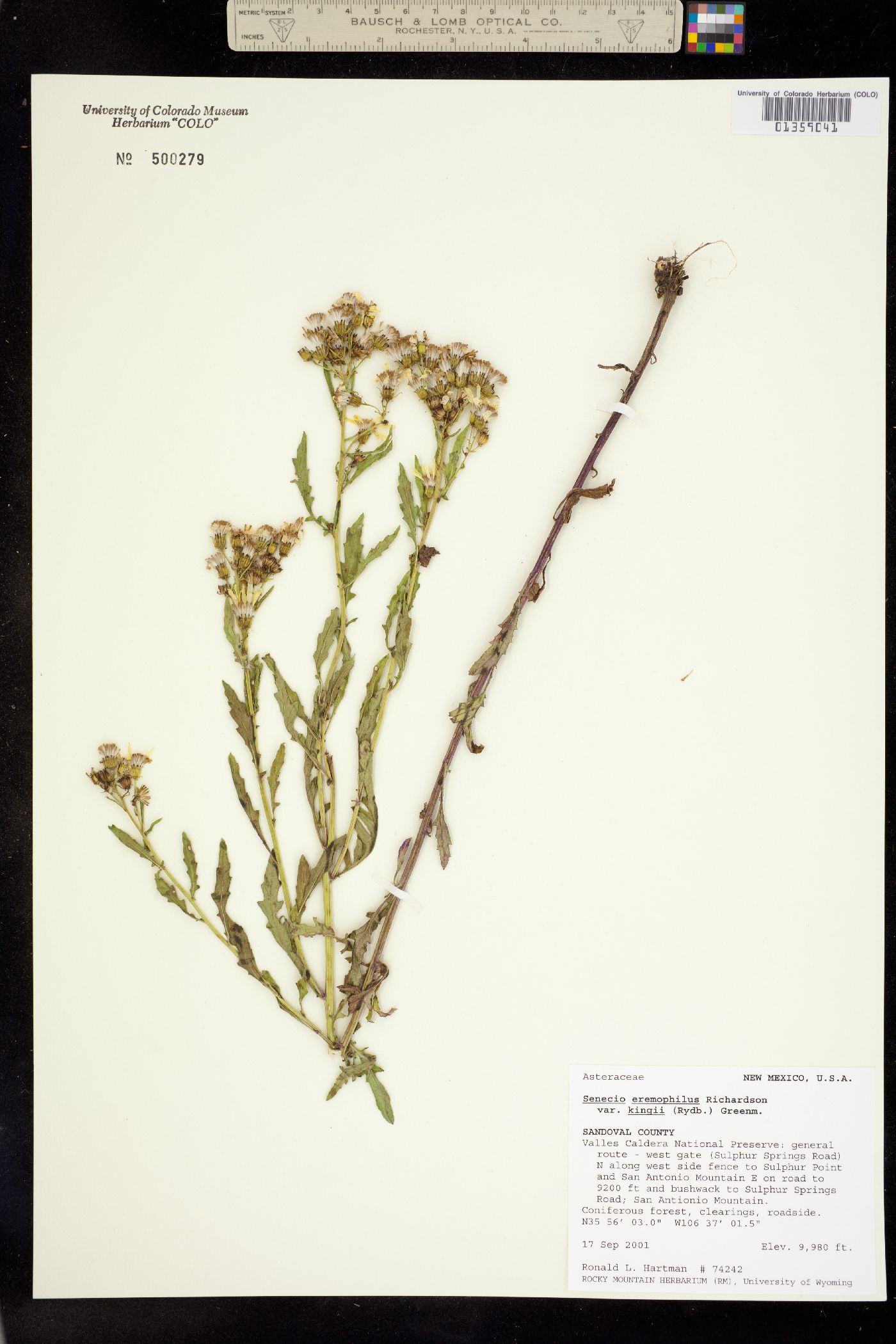Senecio eremophilus image