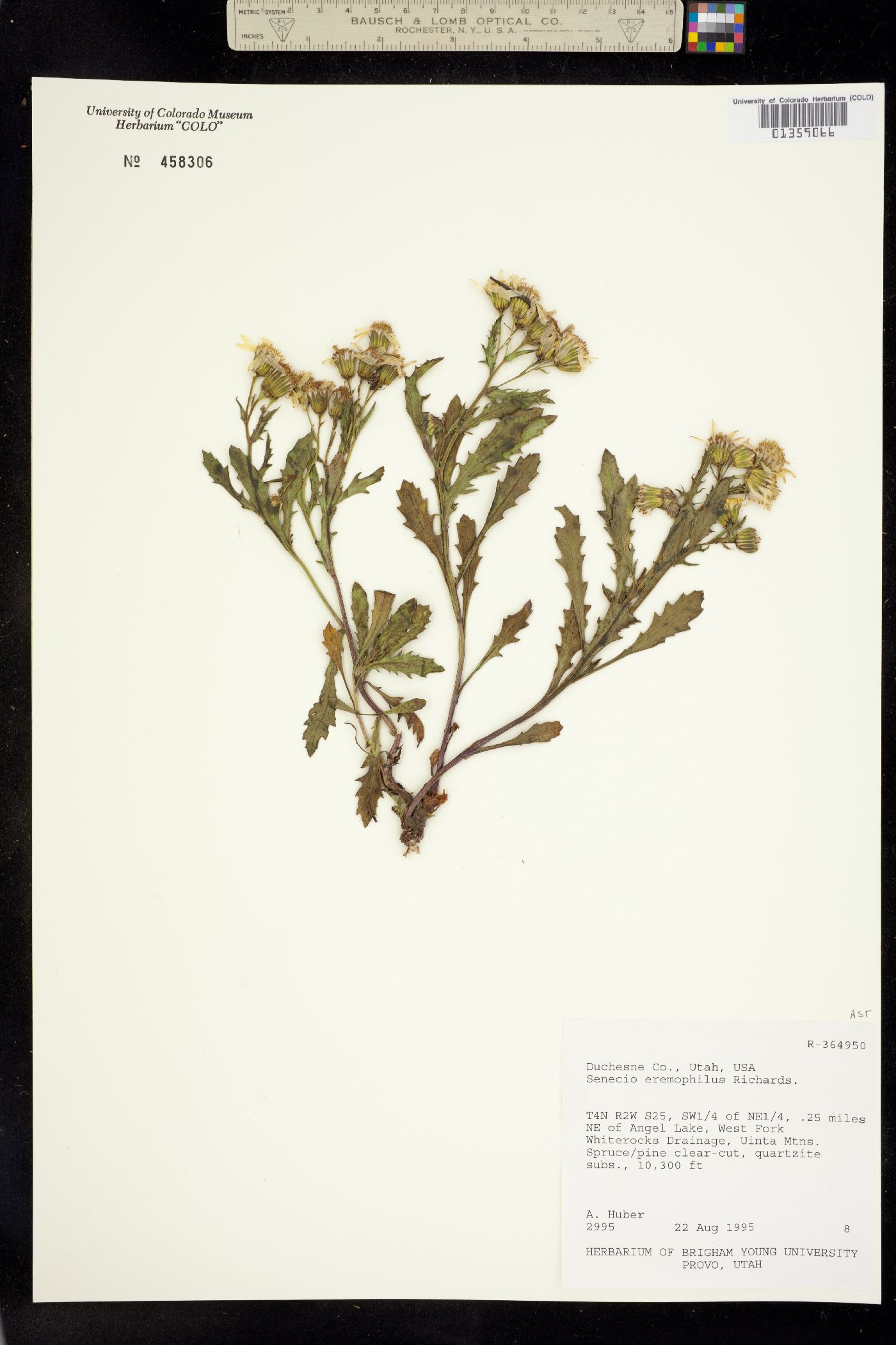 Senecio eremophilus image
