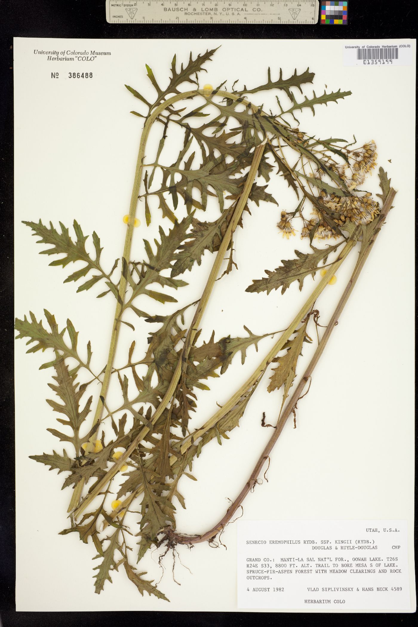 Senecio image