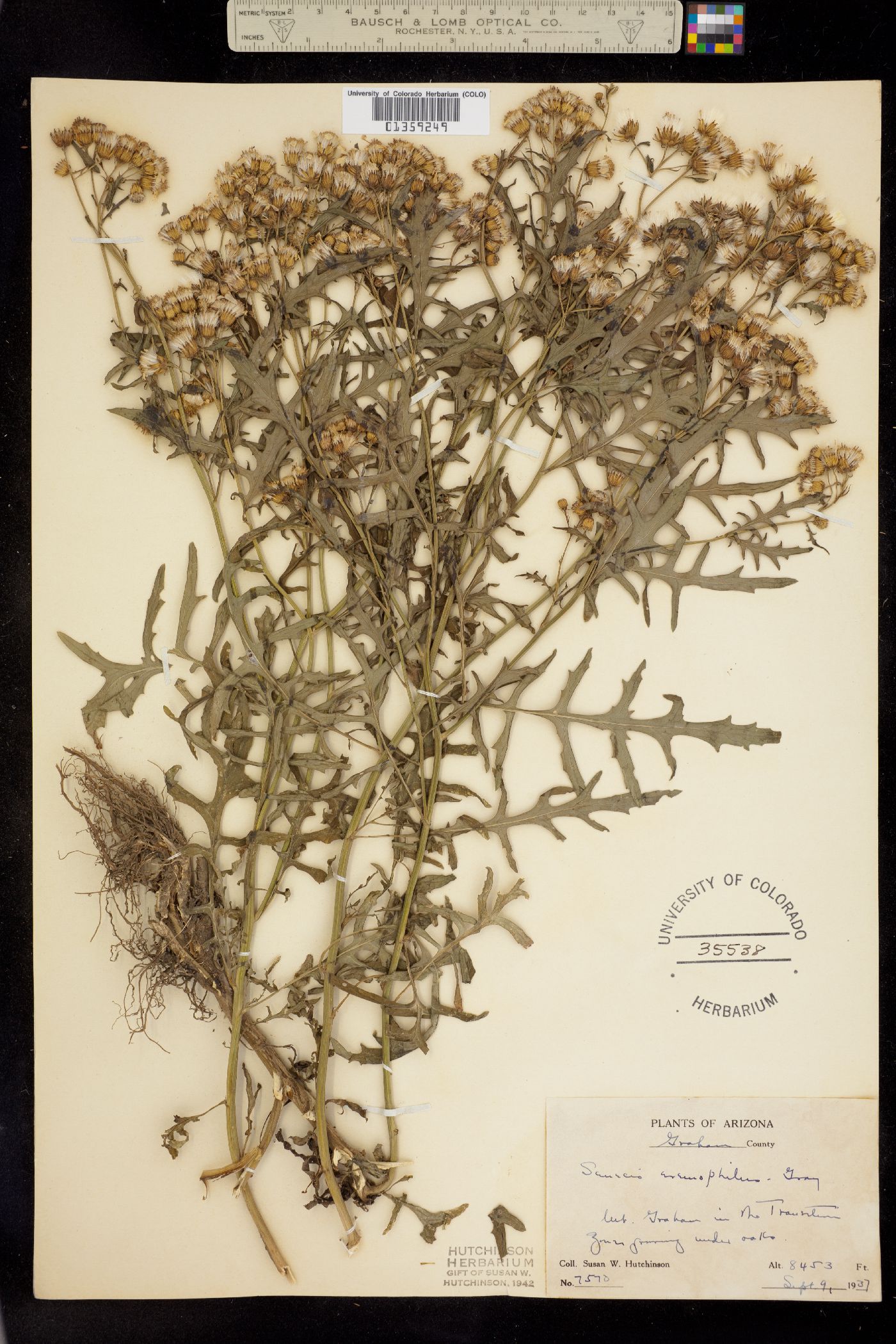 Senecio eremophilus image