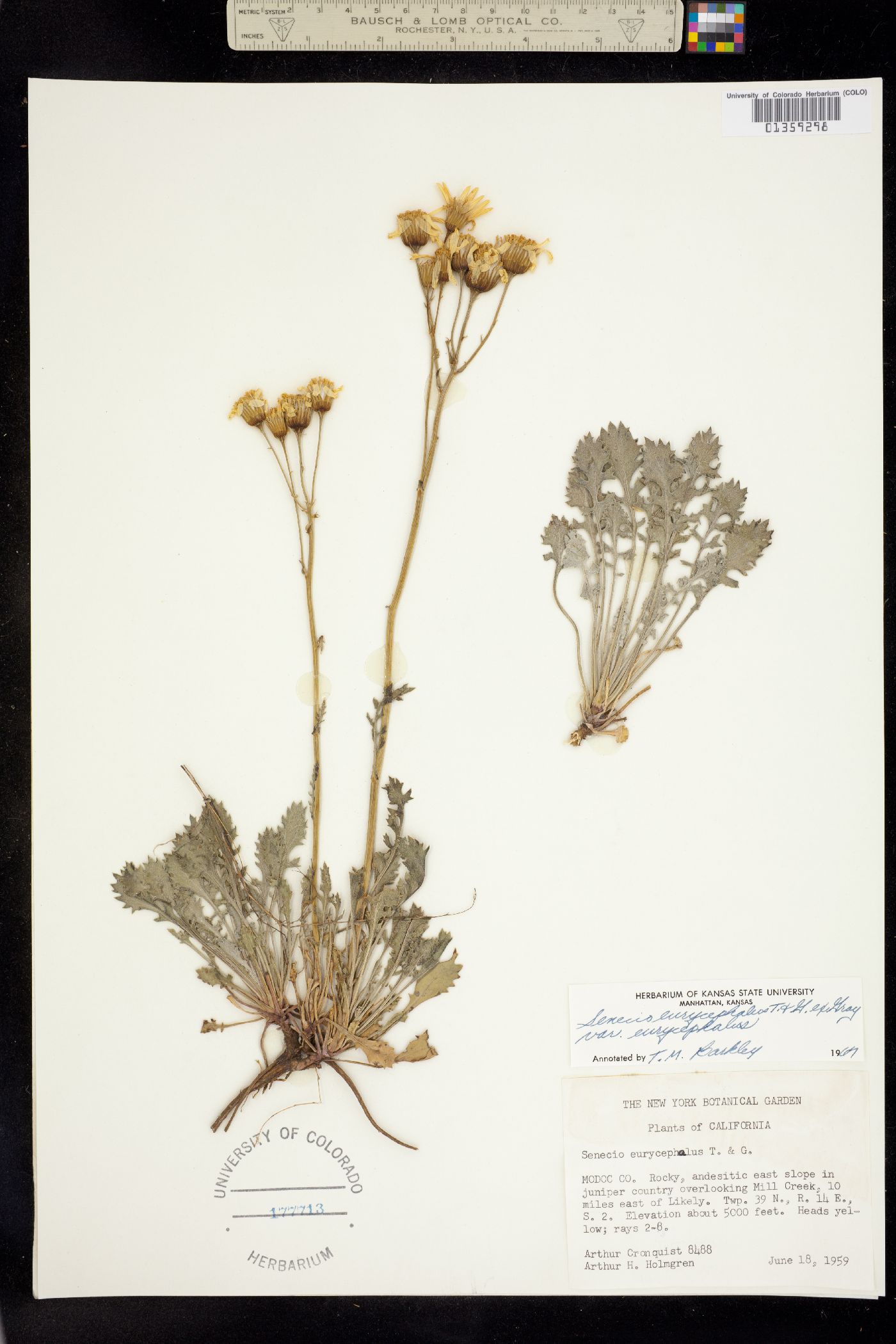 Senecio eurycephalus image