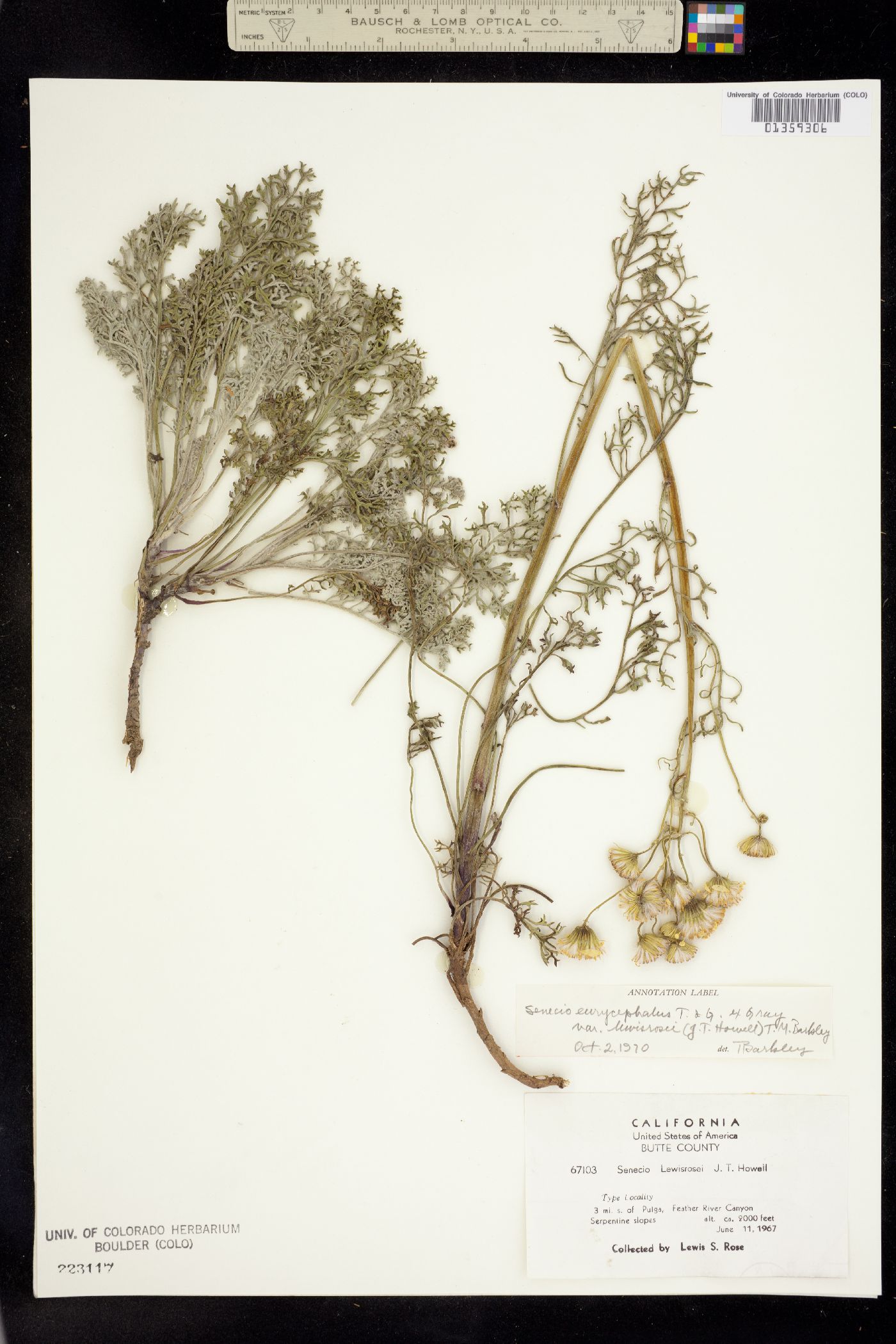 Senecio eurycephalus image