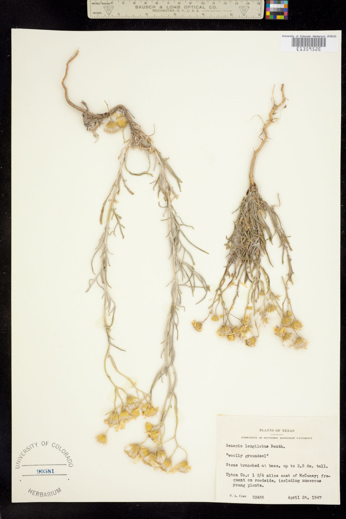 Senecio image