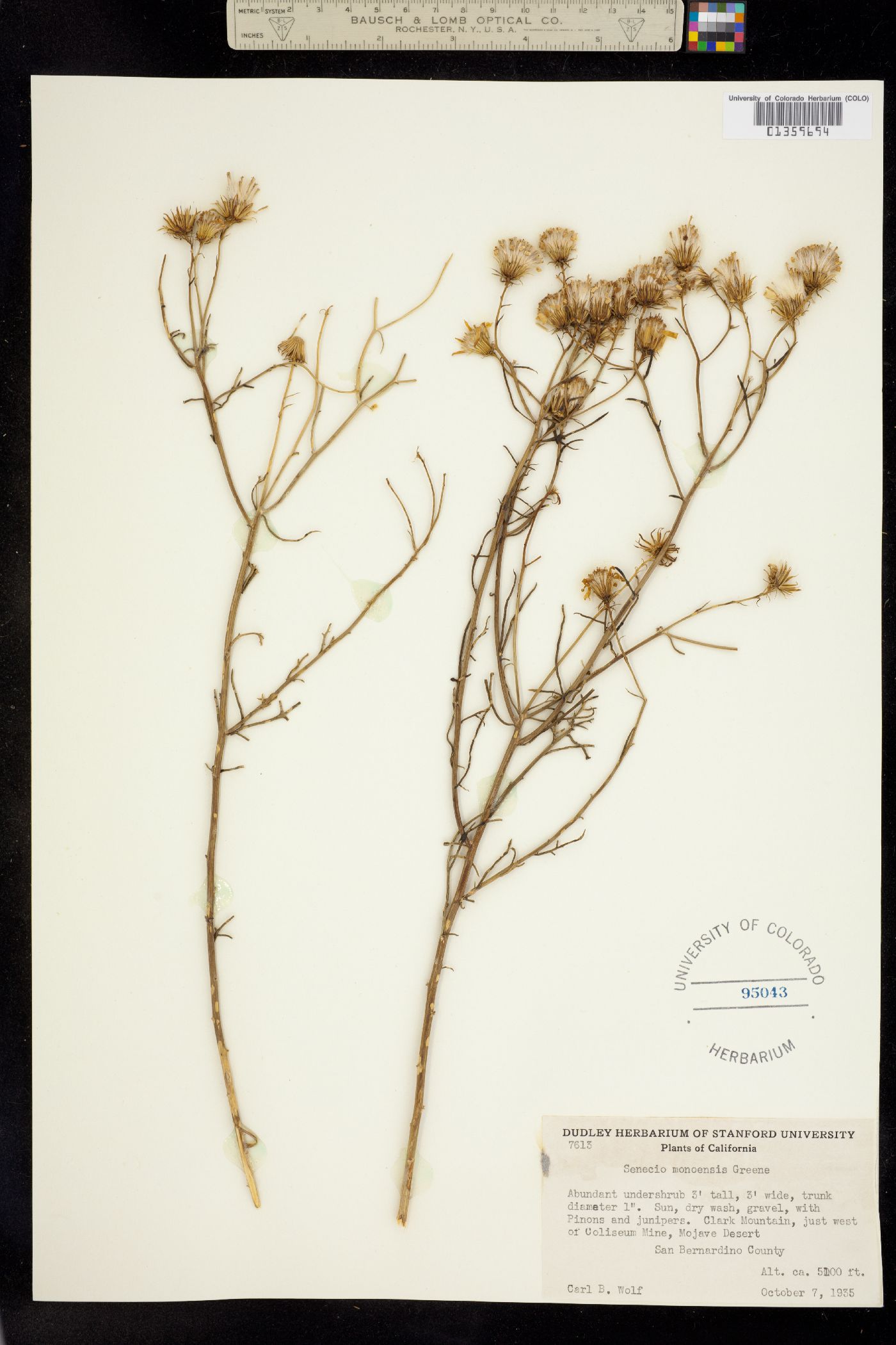 Senecio flaccidus image