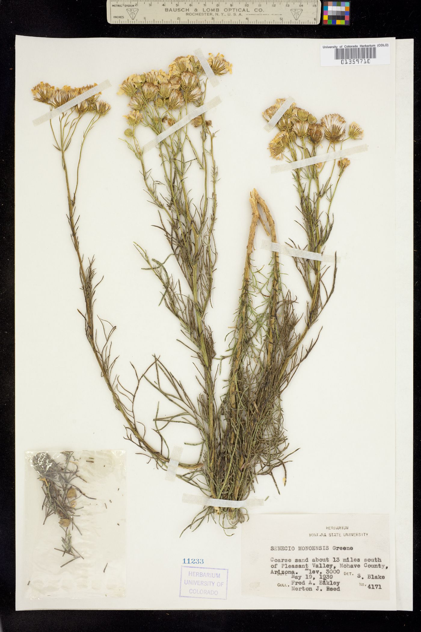 Senecio flaccidus image