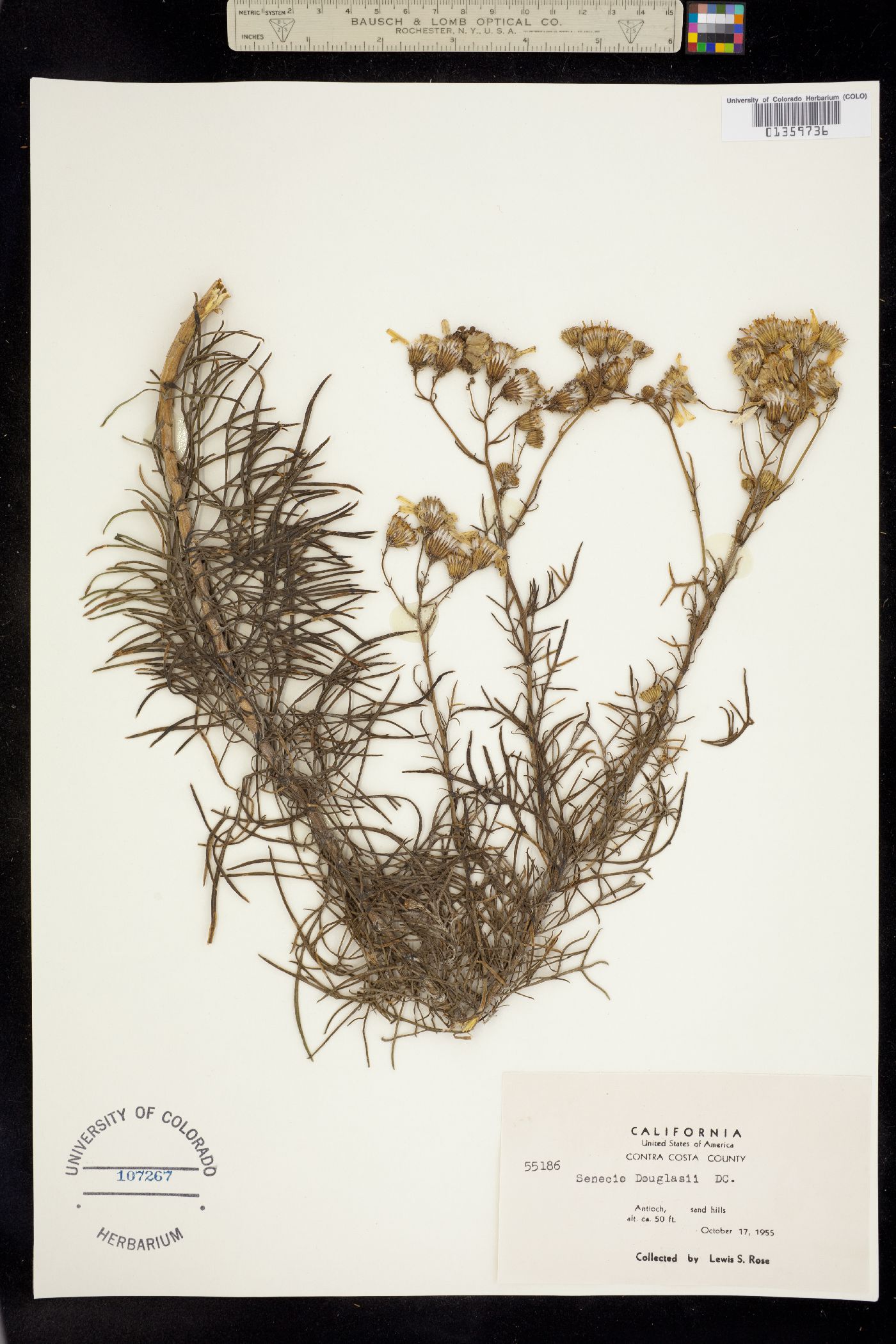Senecio flaccidus image