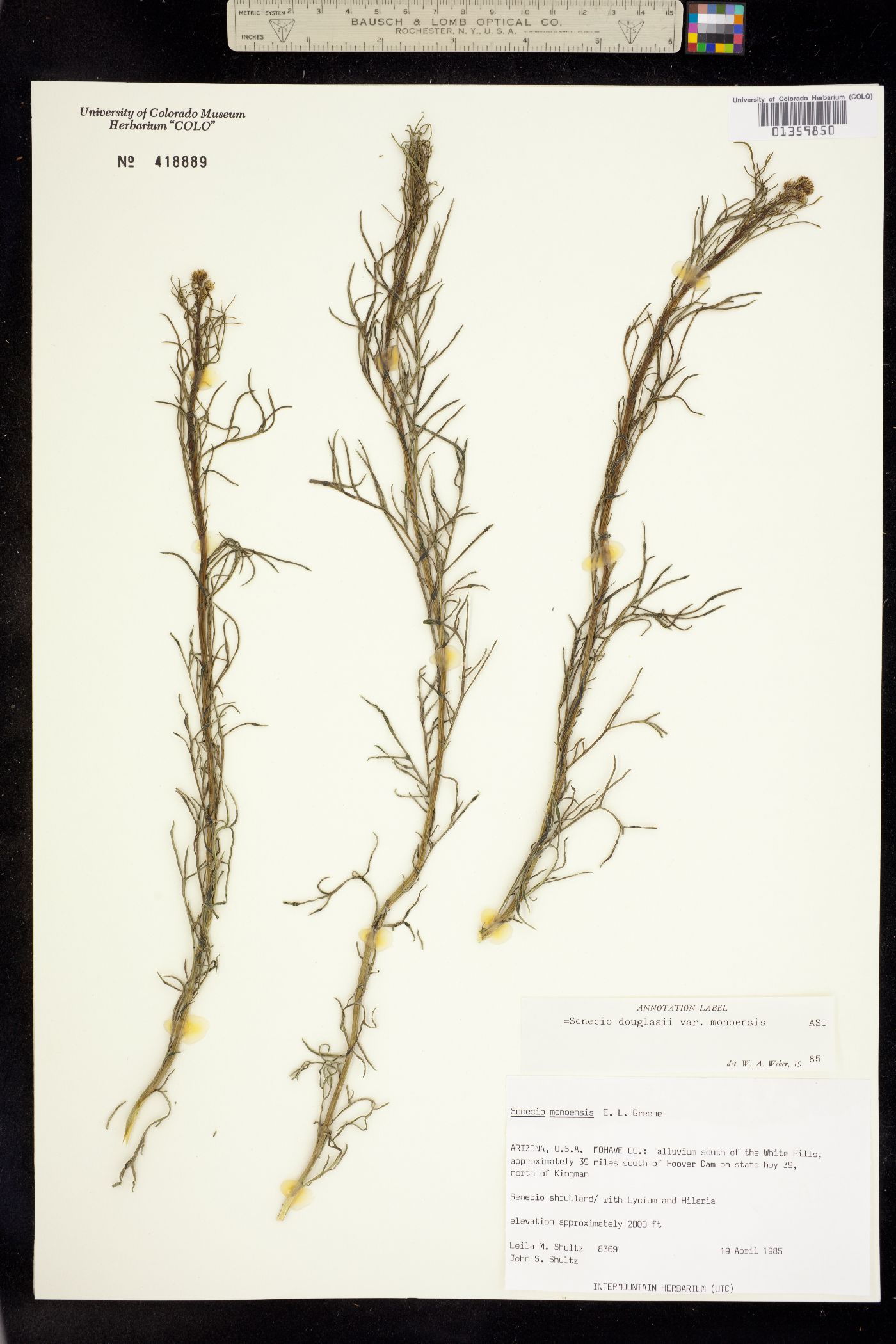 Senecio flaccidus var. douglasii image