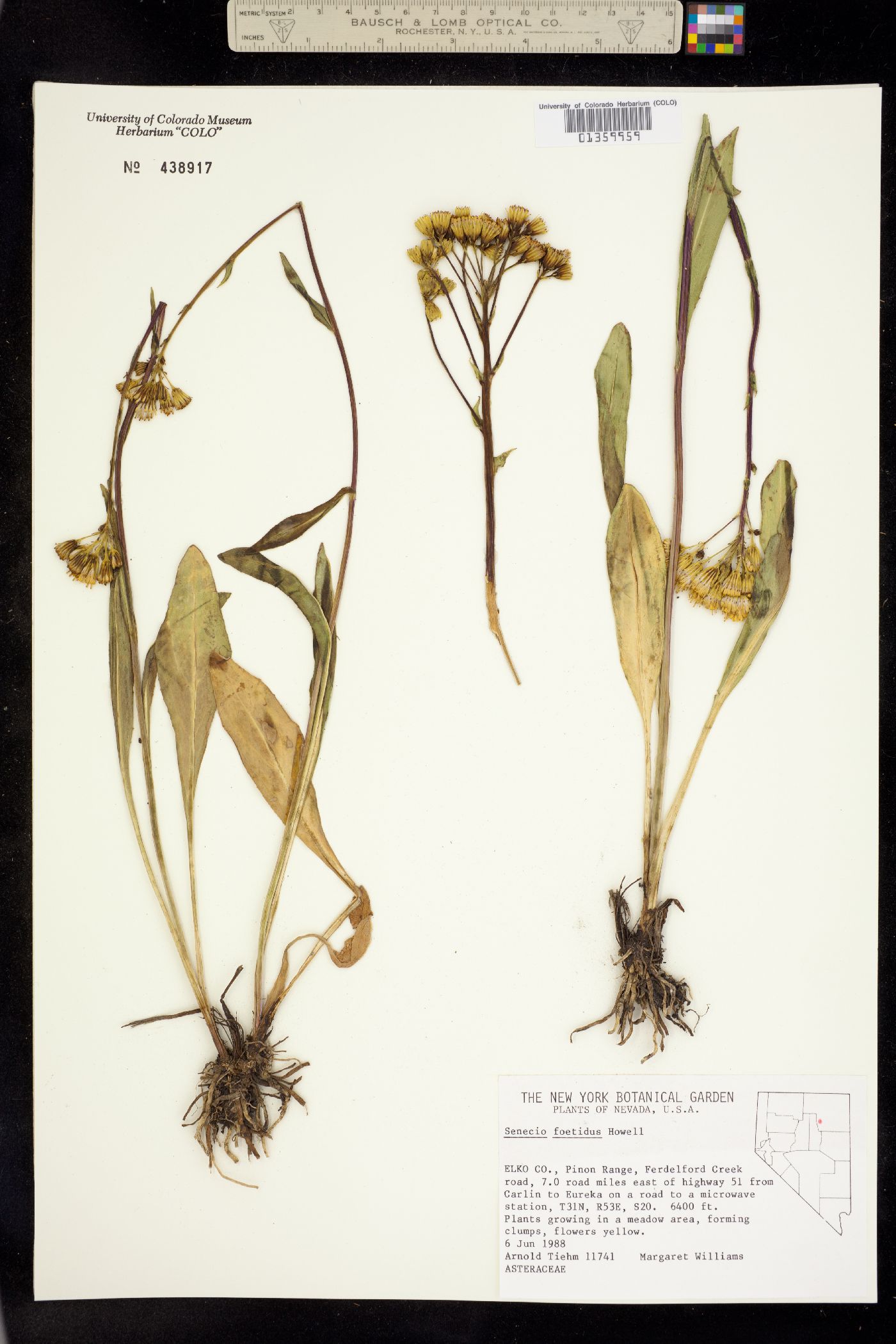 Senecio hydrophiloides image