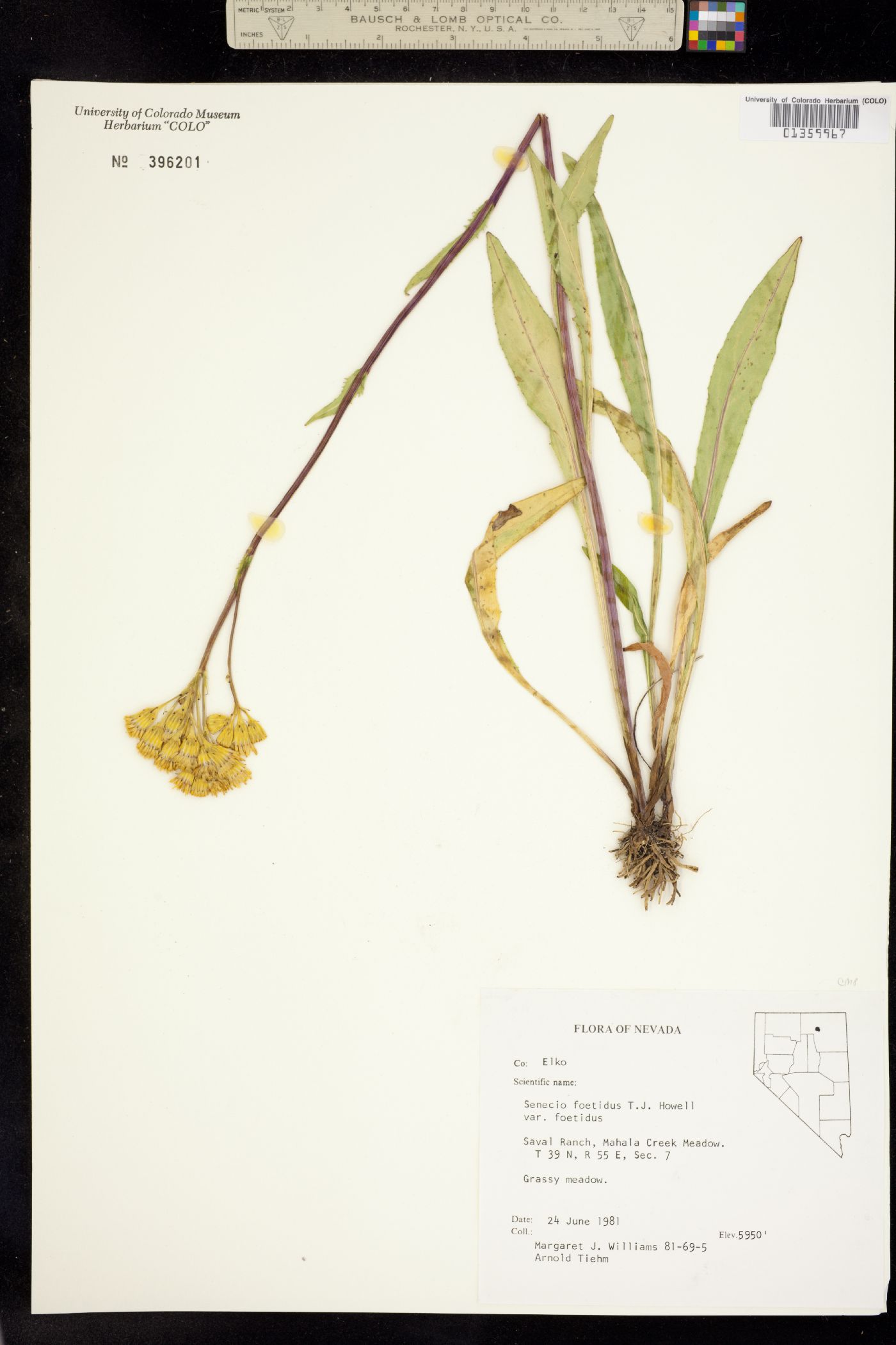 Senecio hydrophiloides image