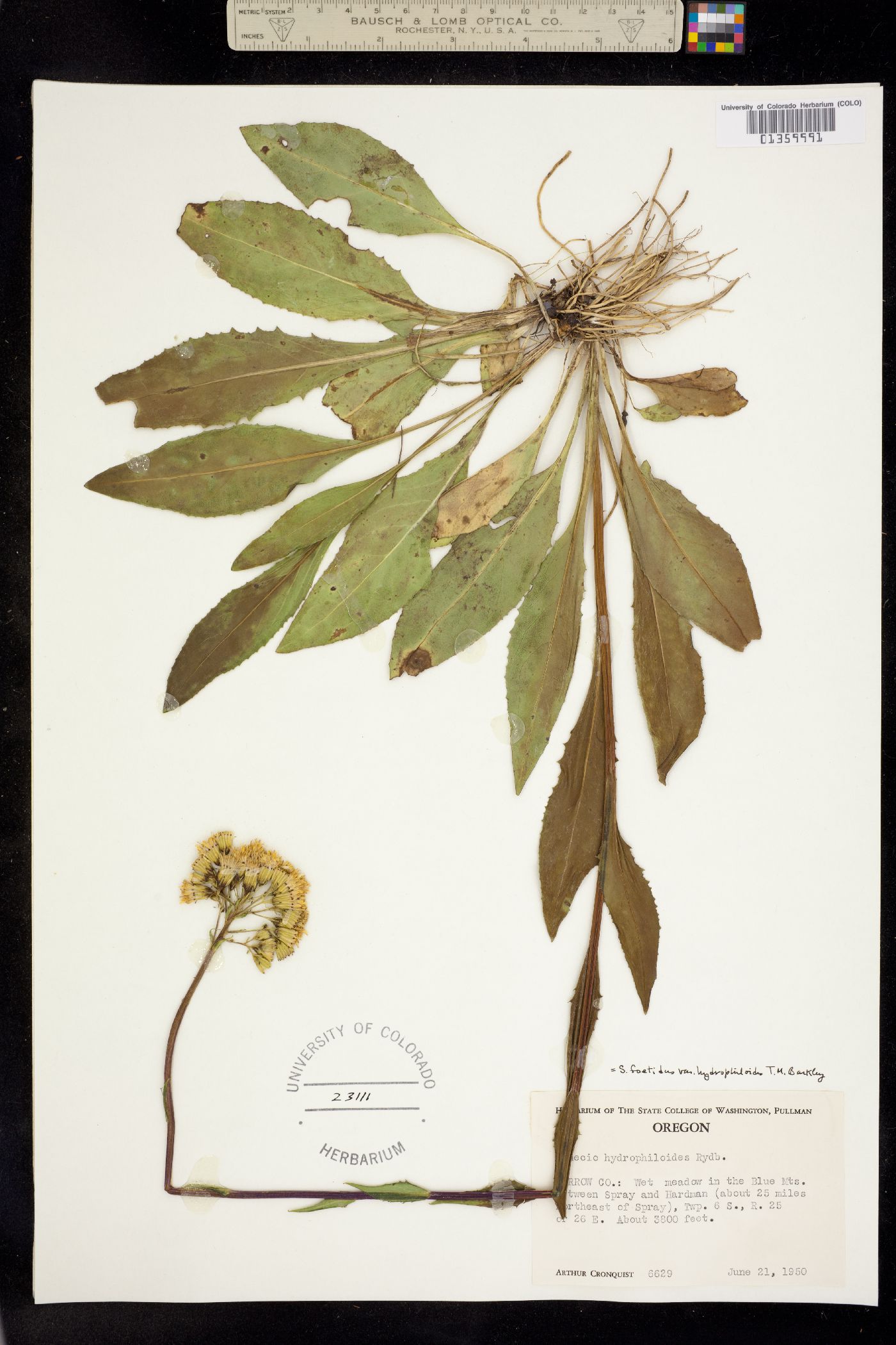 Senecio hydrophiloides image