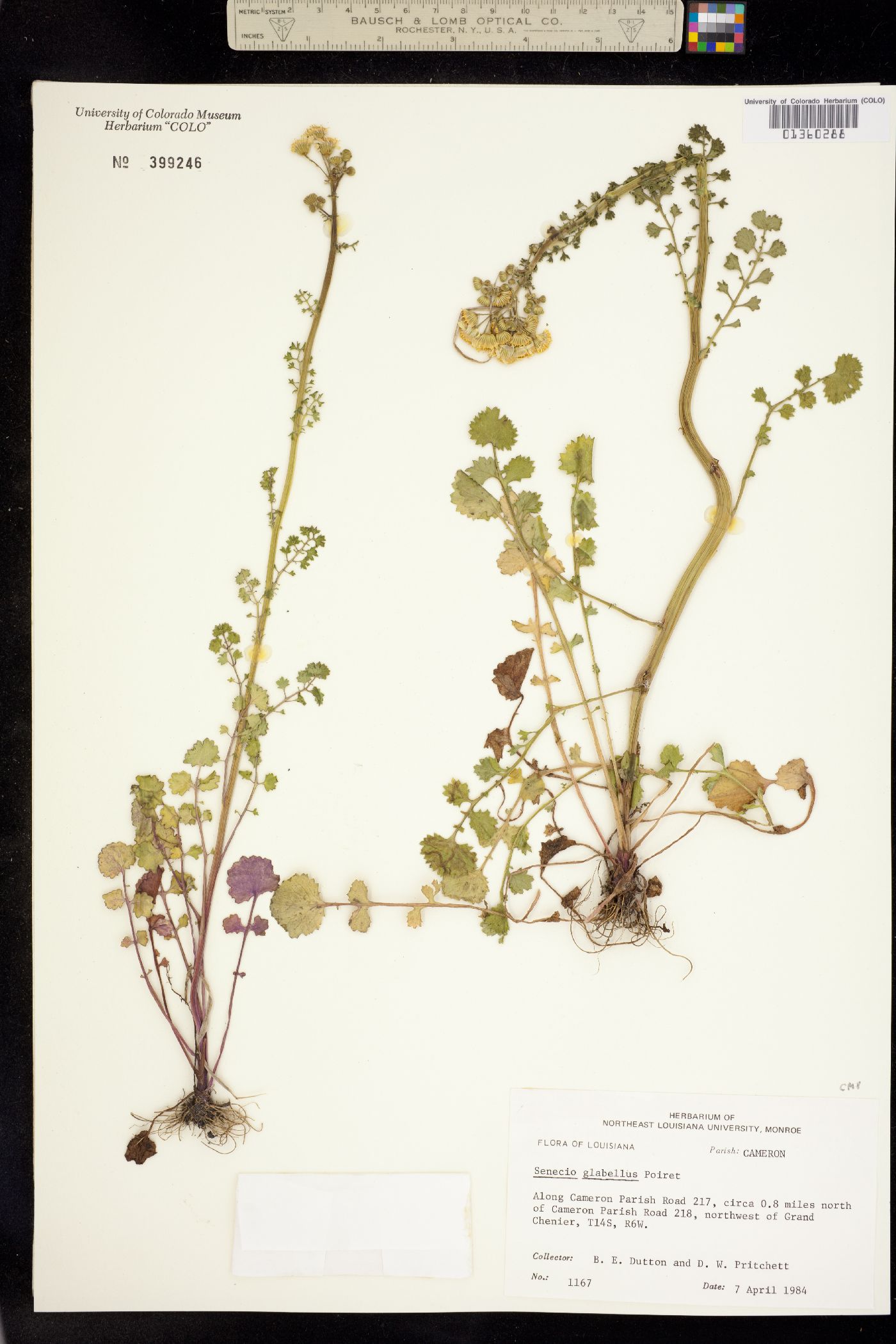 Packera glabella image