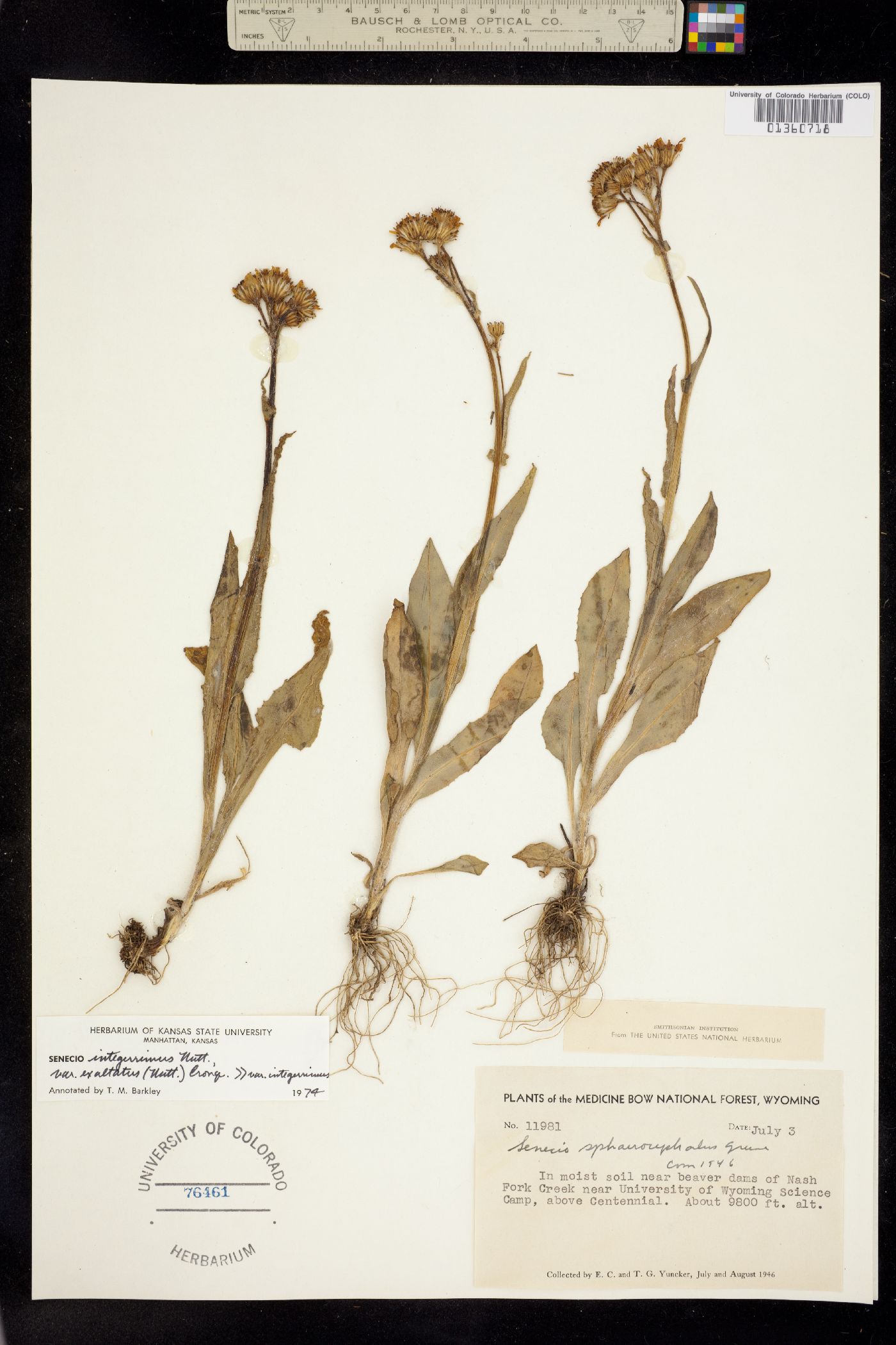 Senecio integerrimus var. exaltatus image