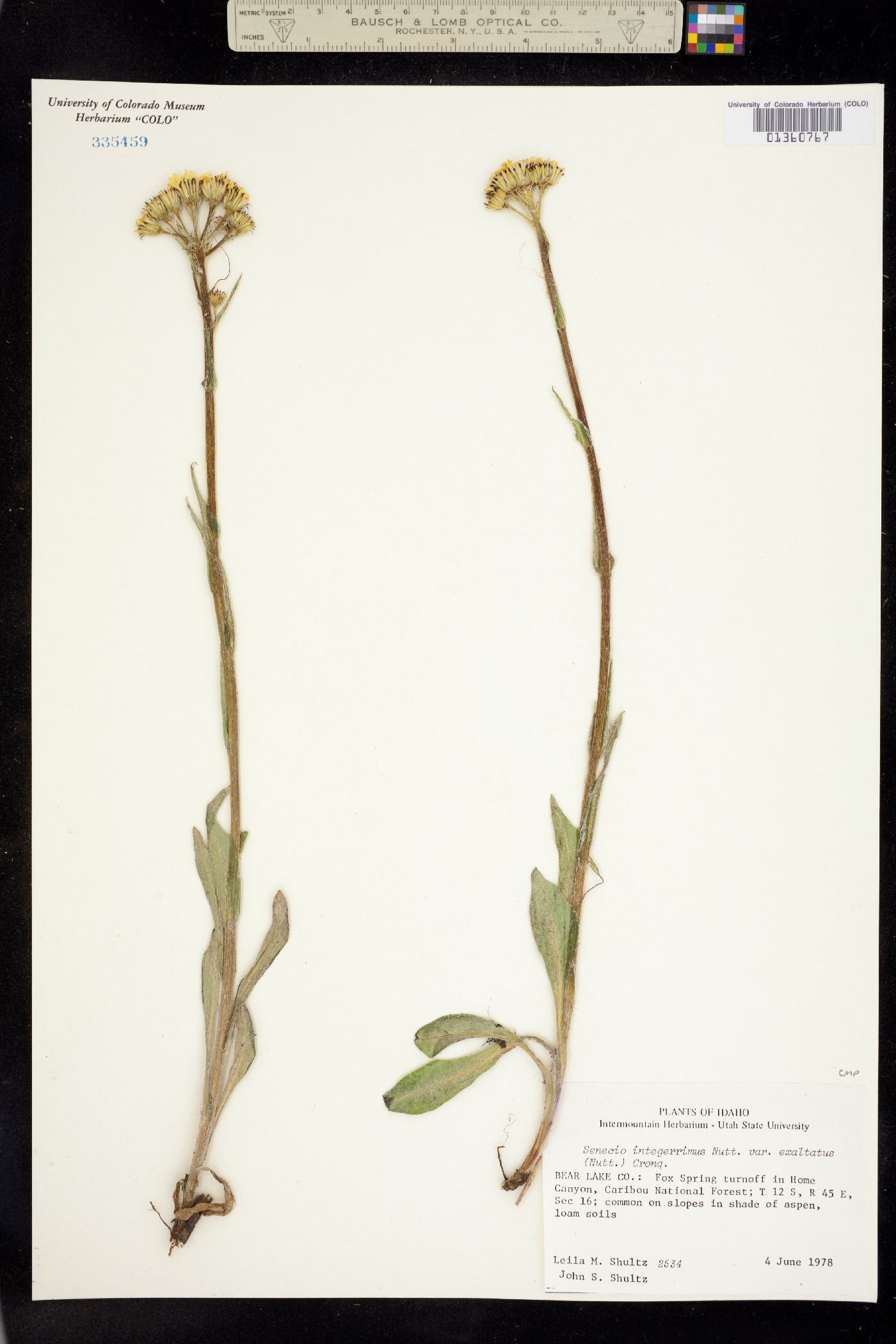 Senecio integerrimus var. exaltatus image