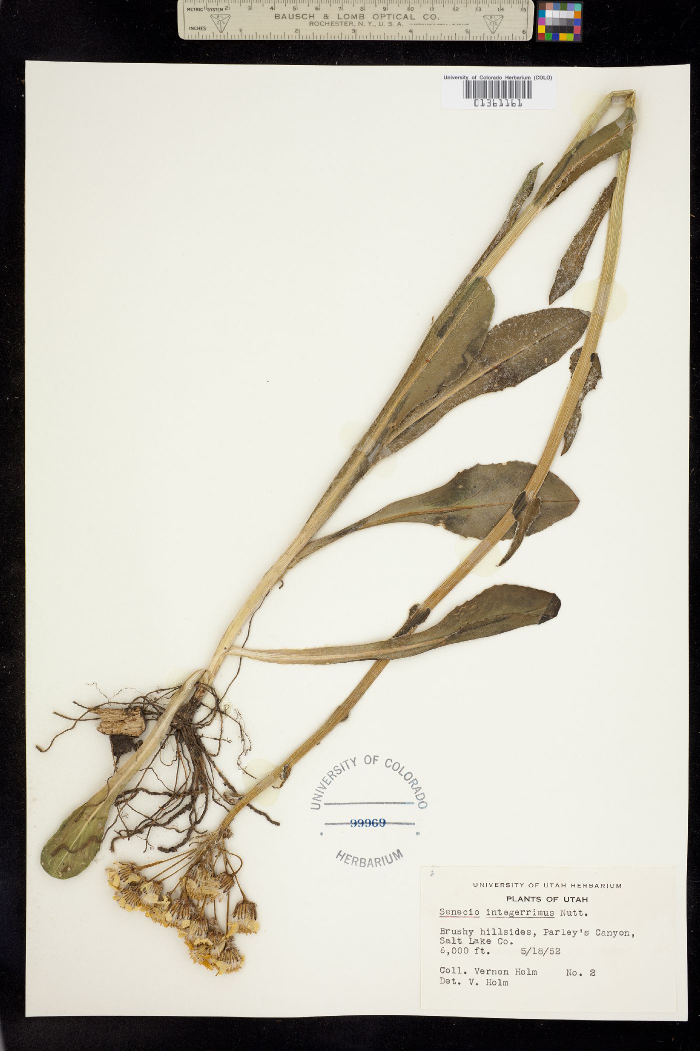 Senecio integerrimus image