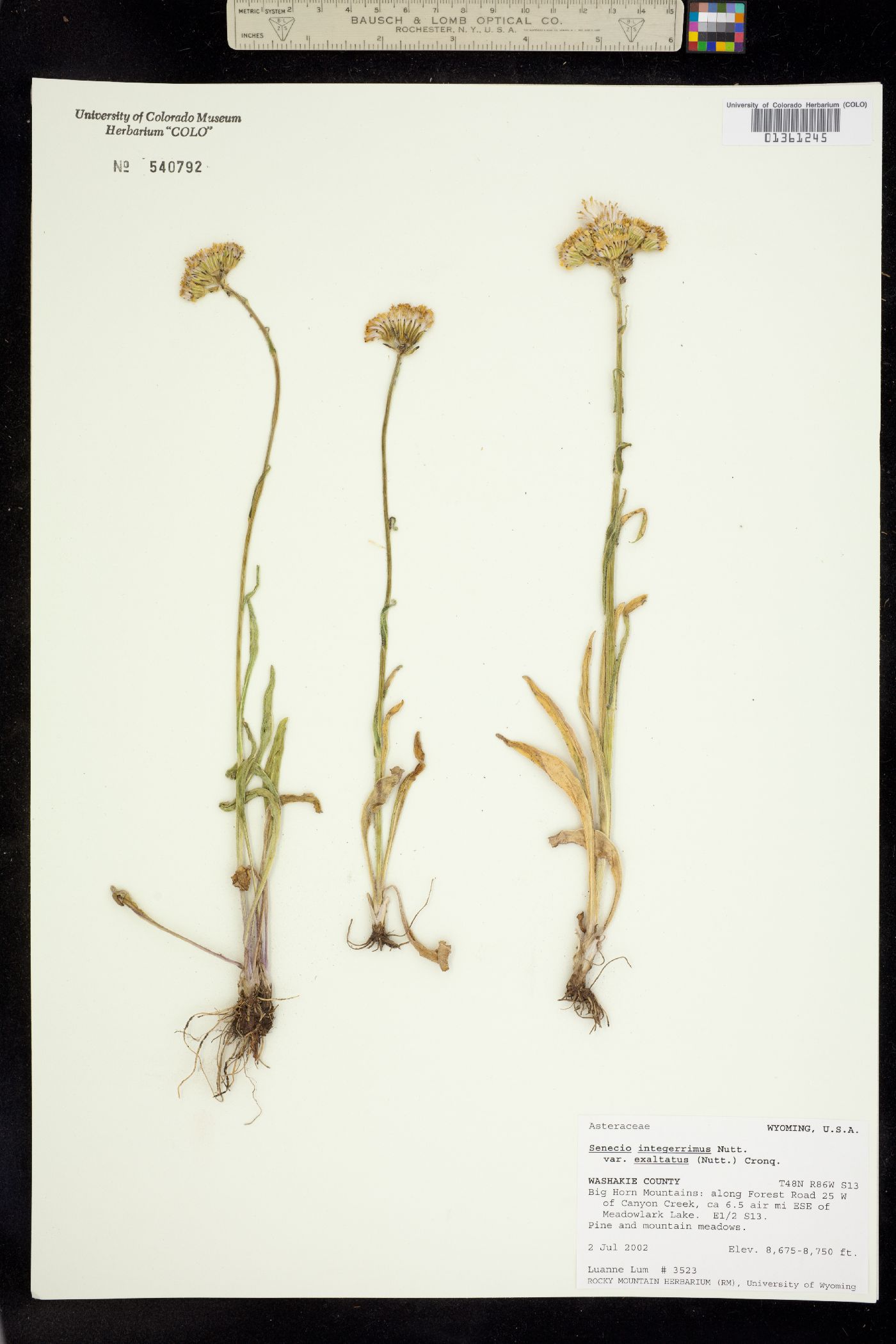 Senecio integerrimus var. exaltatus image