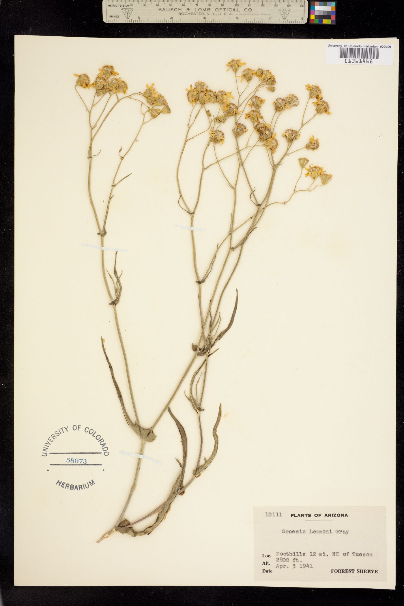 Senecio lemmonii image