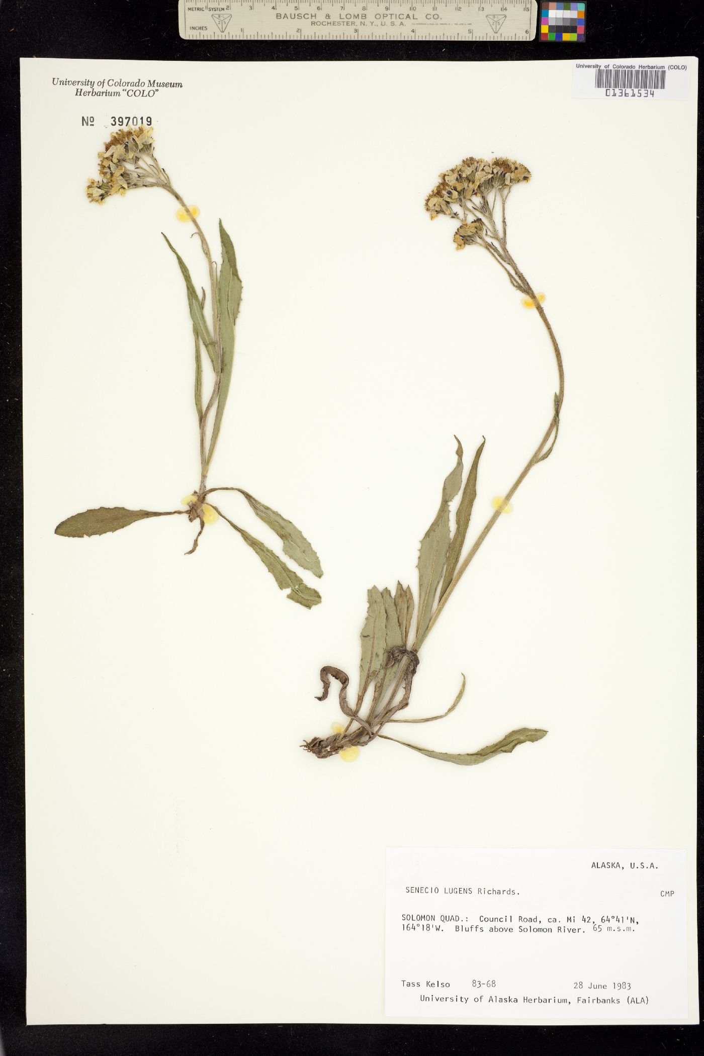 Senecio lugens image