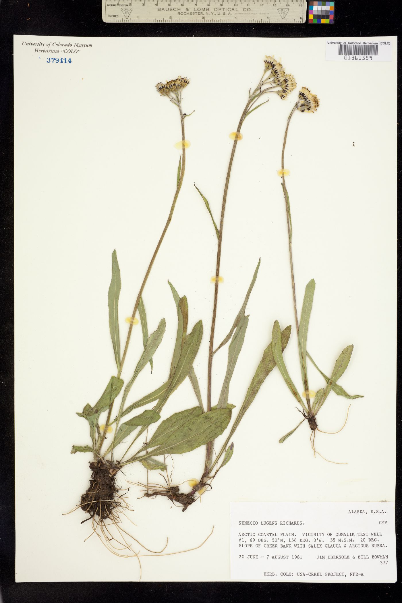 Senecio lugens image