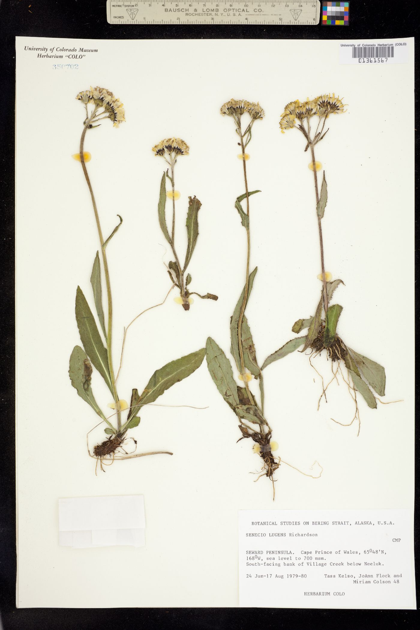 Senecio lugens image