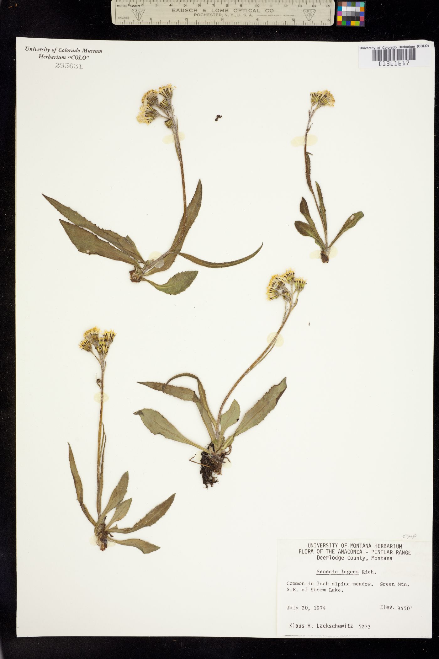 Senecio lugens image