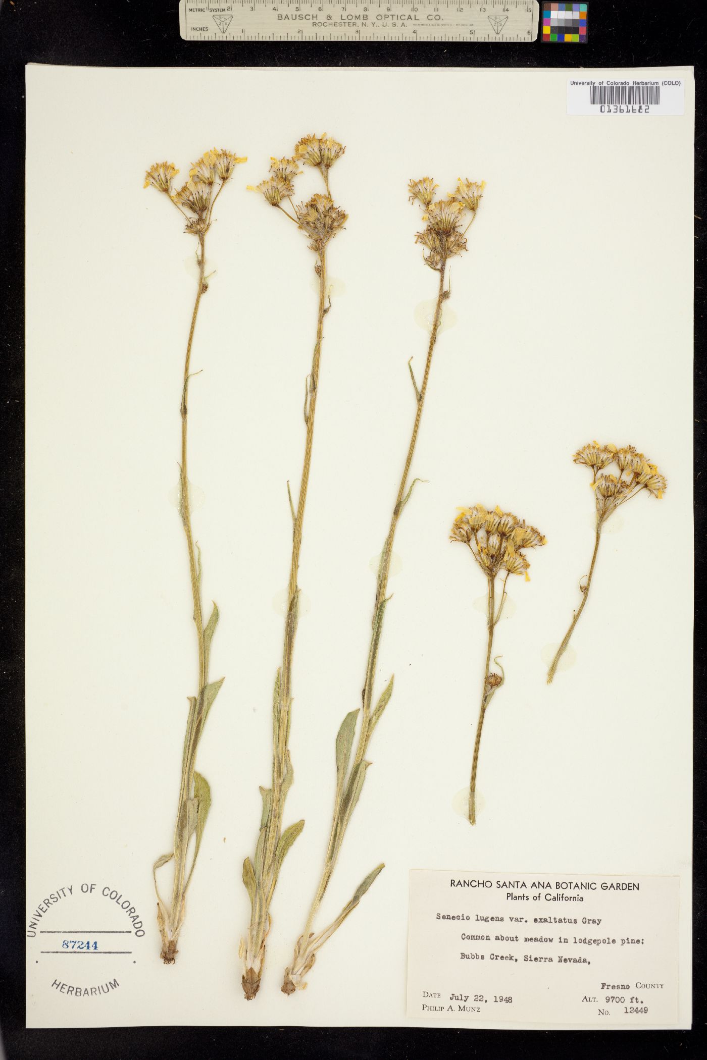 Senecio lugens image